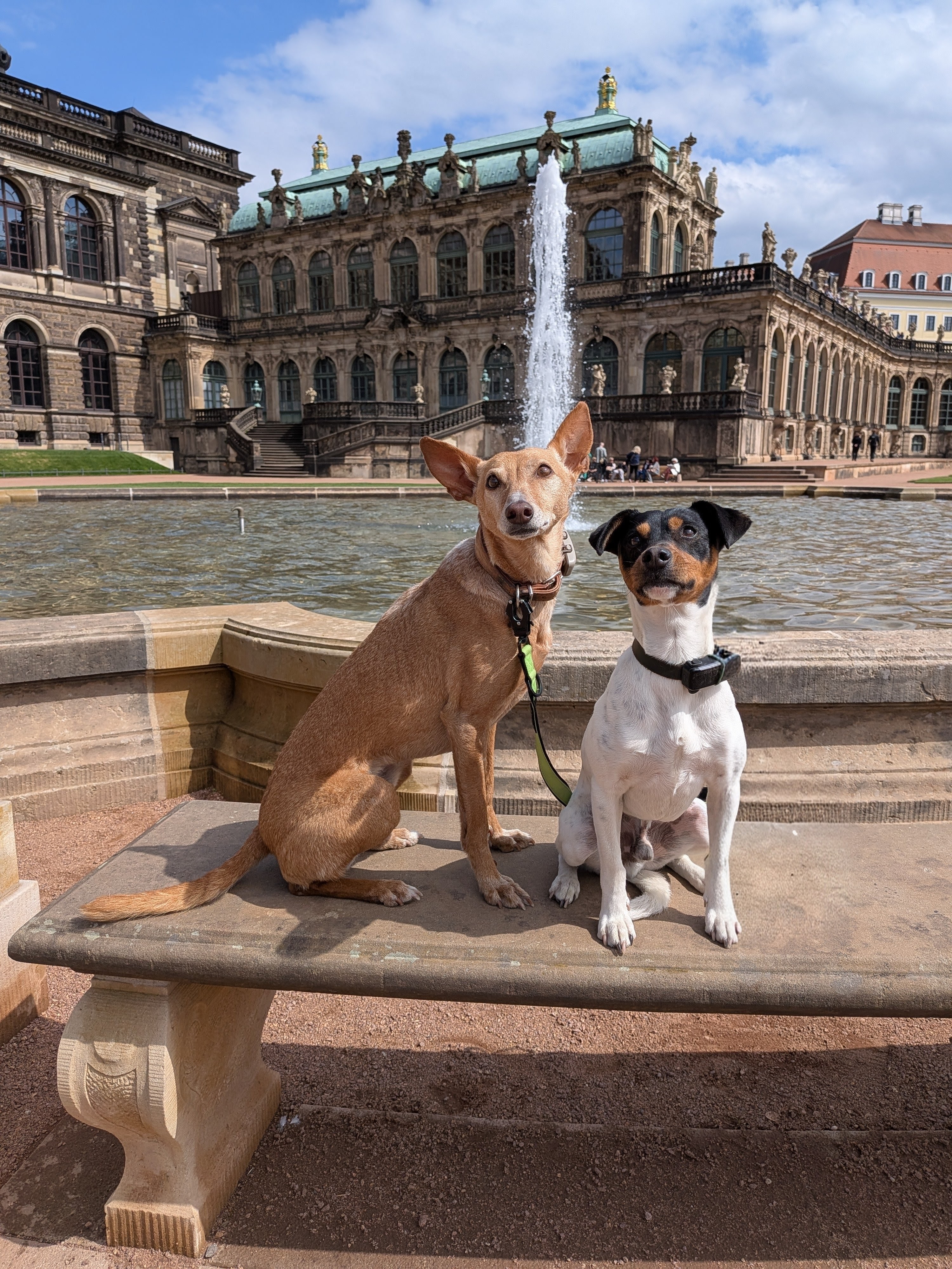 Yoko und Zorro im Zwinger
