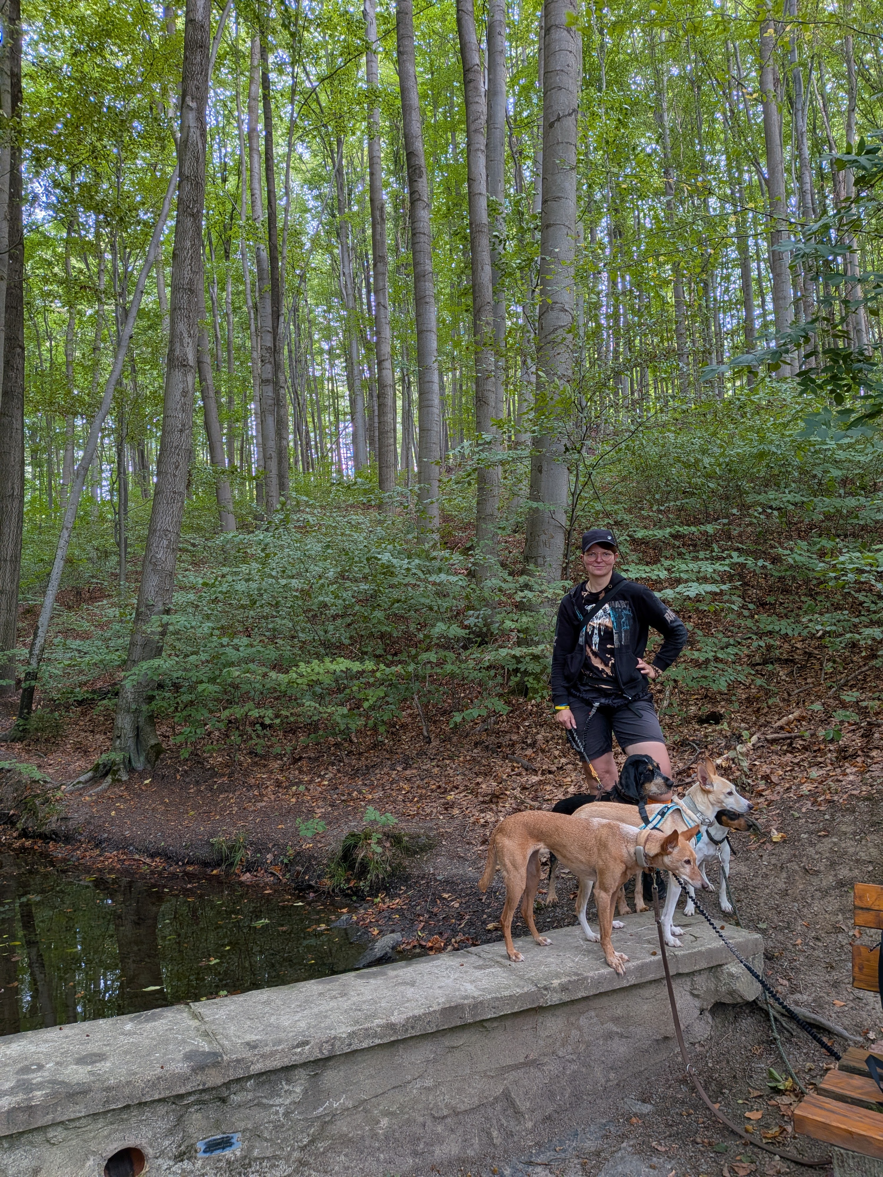 Aki und die Hunde im Wald