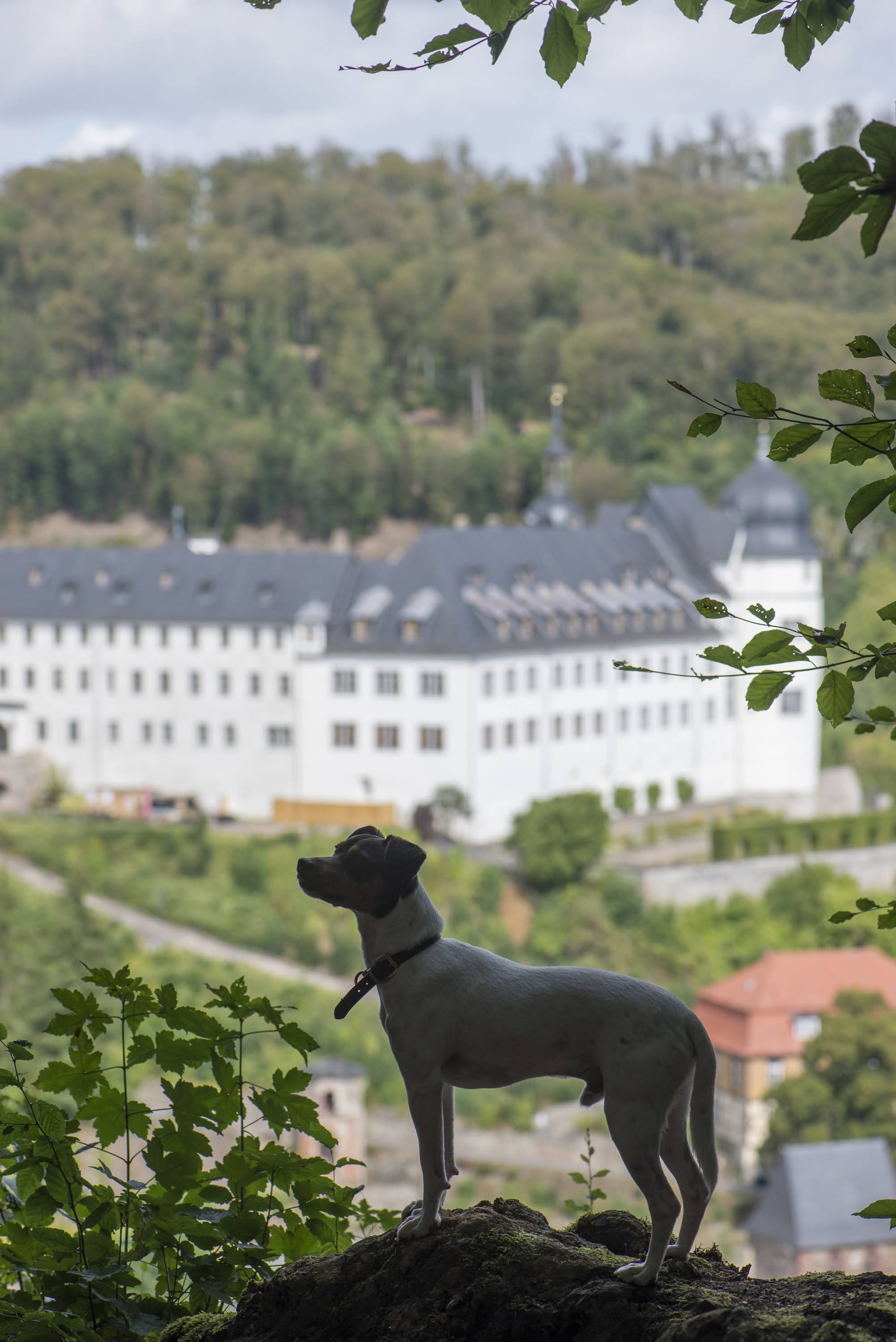Zorro vor dem Schloss in Stolberg