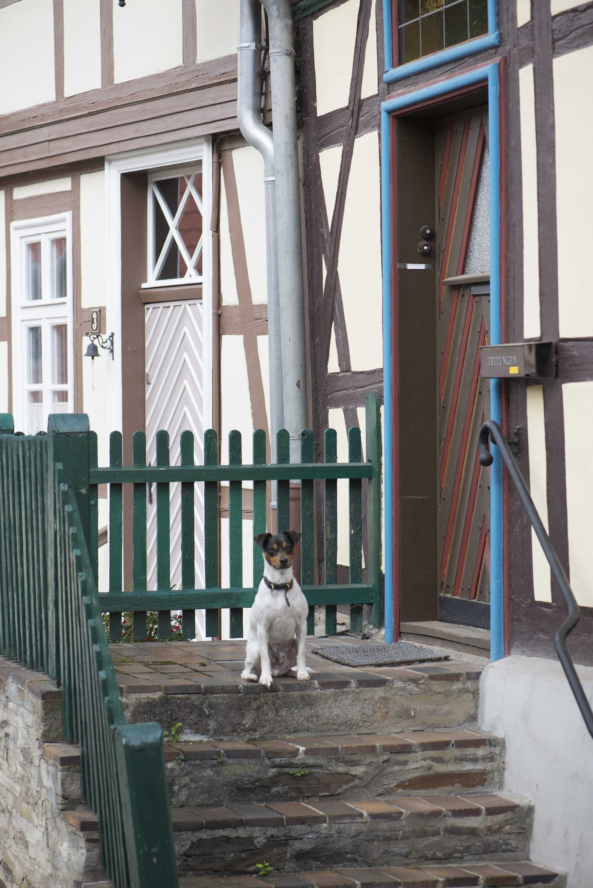 Zorro auf einer Treppe in Stolberg