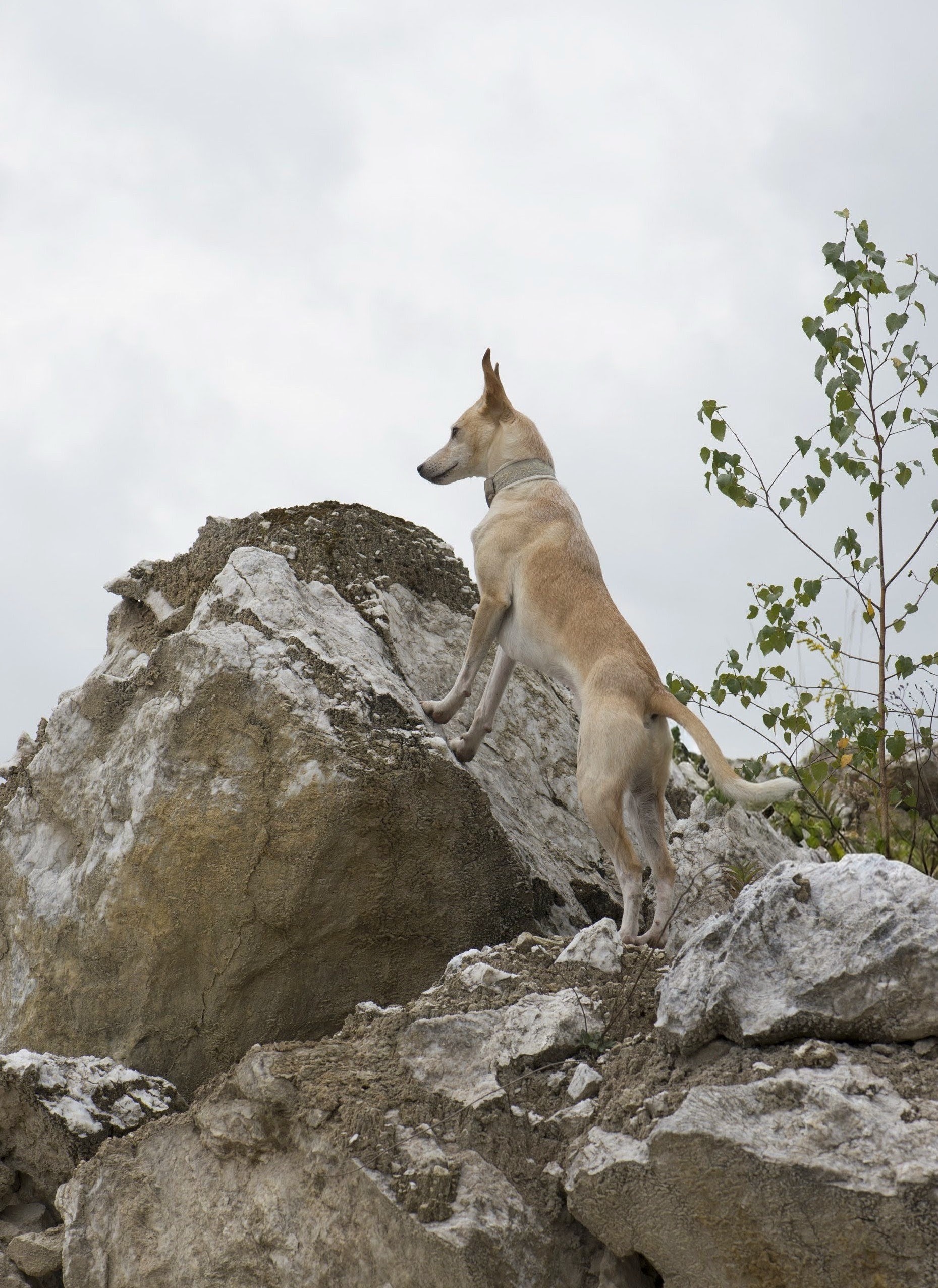 Yuri am Tagebau auf einem Stein