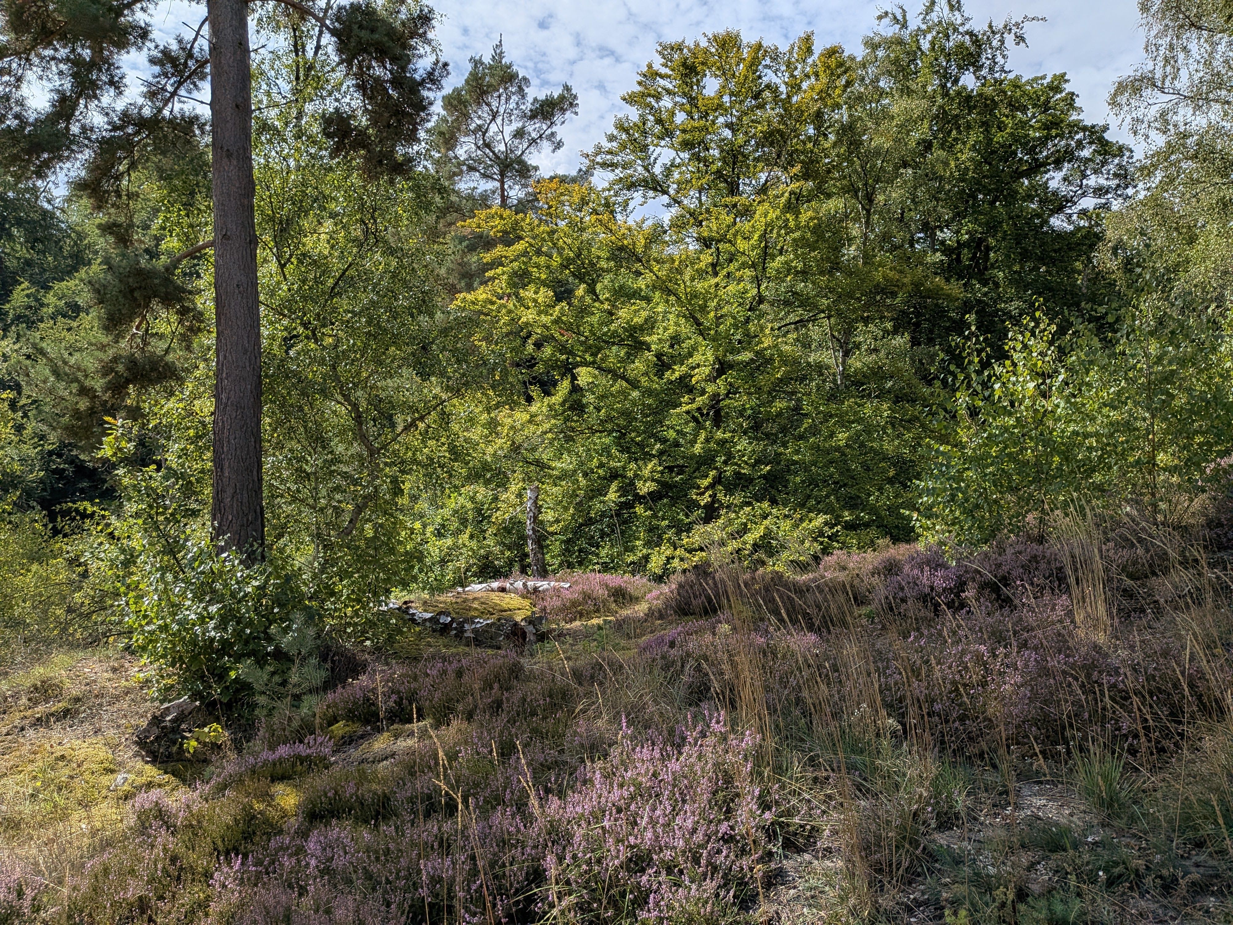Heide