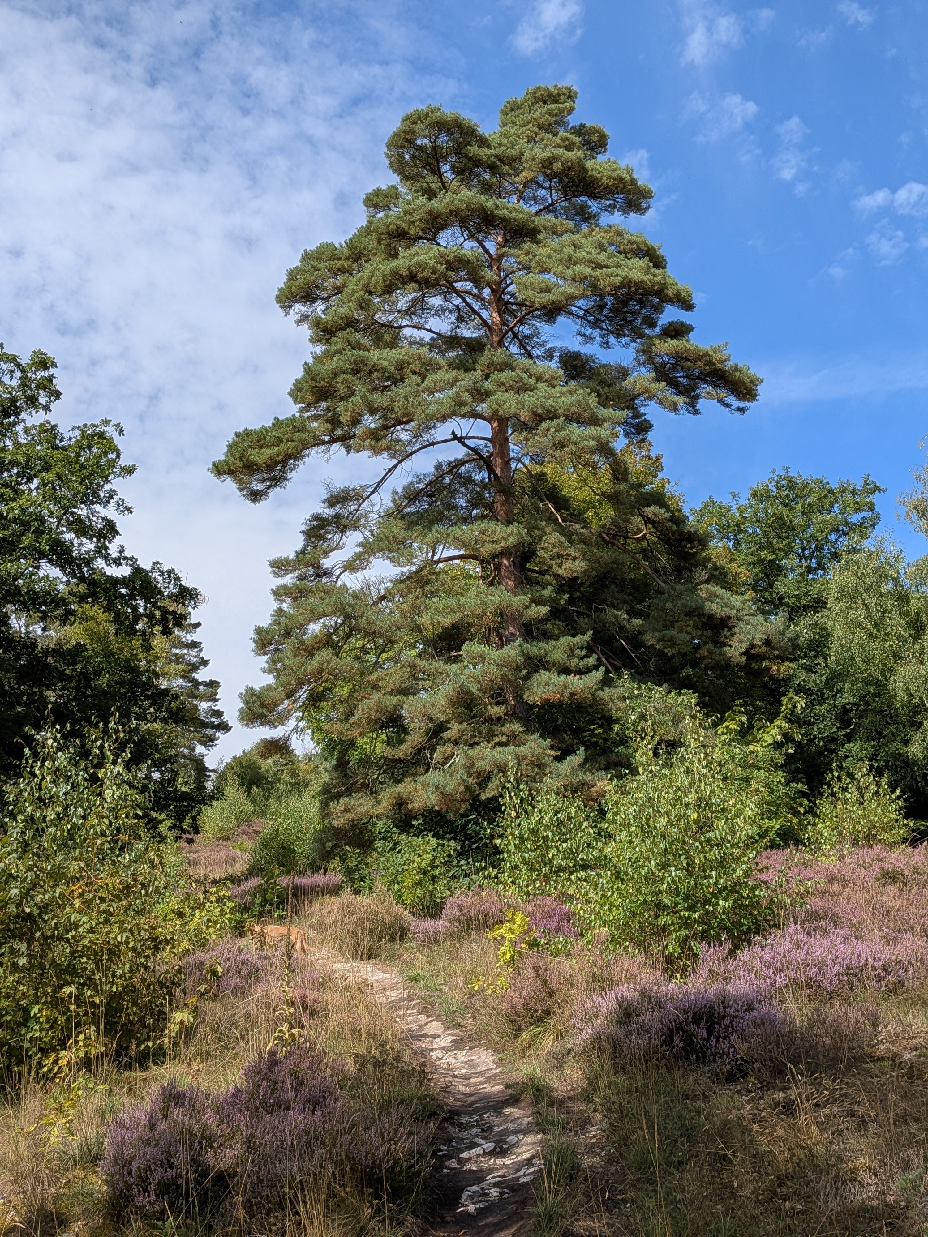 Heide am Weg