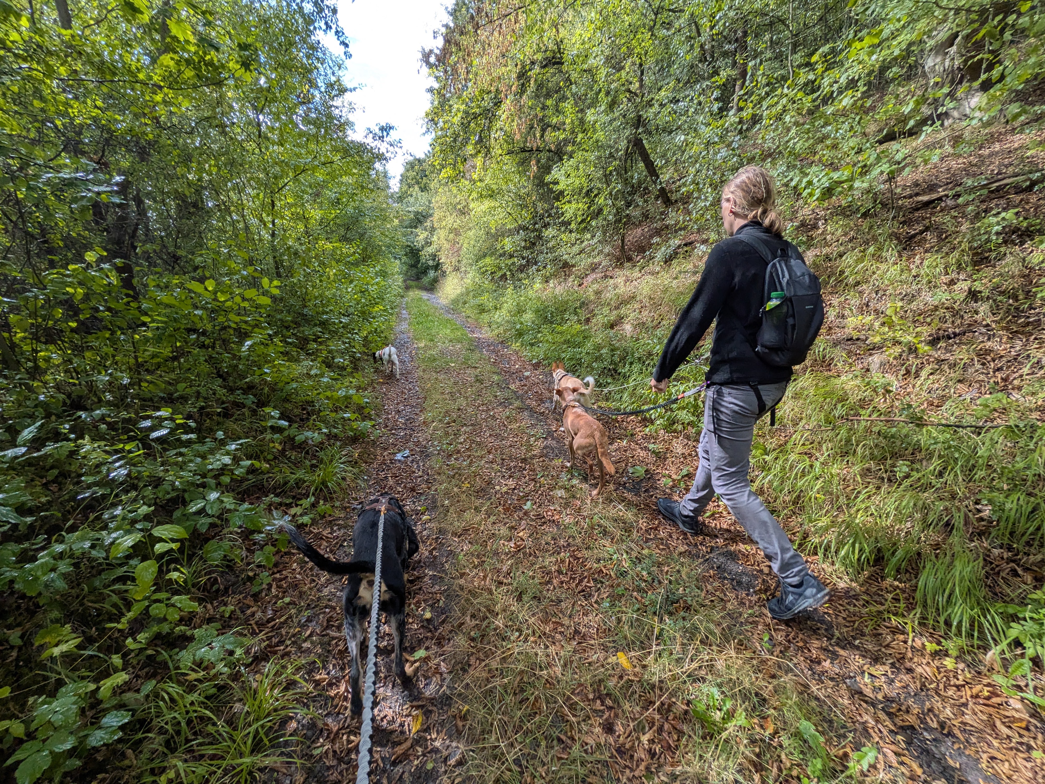 Syd und die Hunde wandern