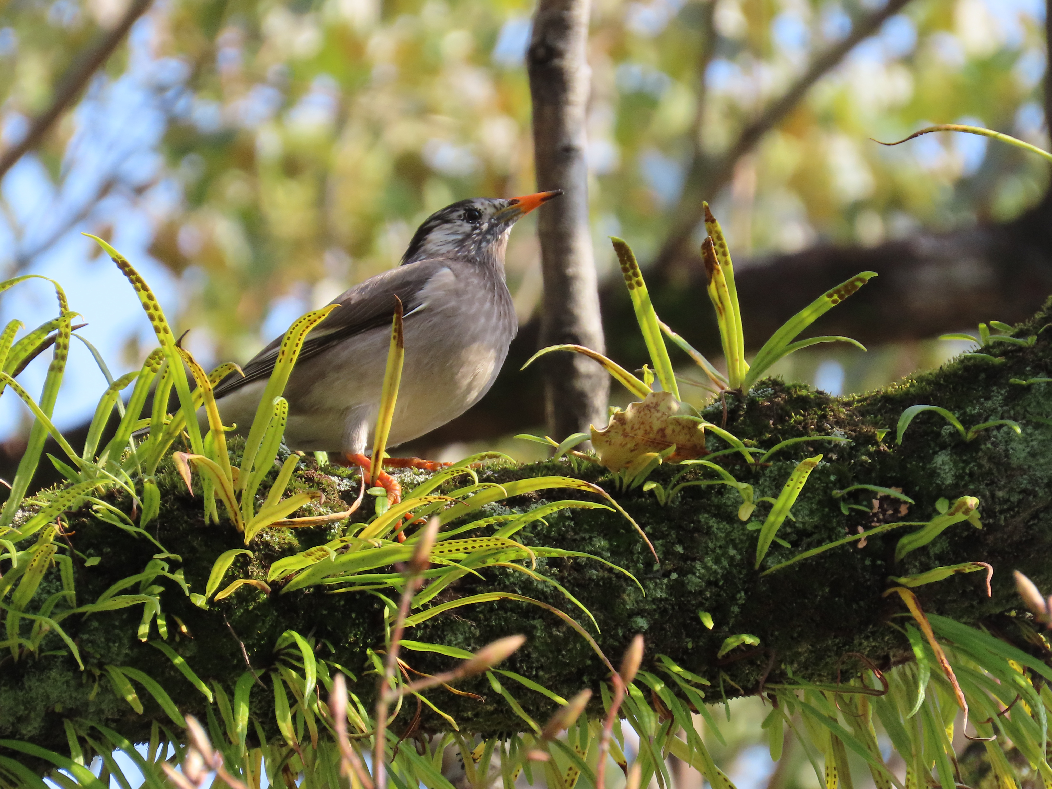 Weißwangenstaerling