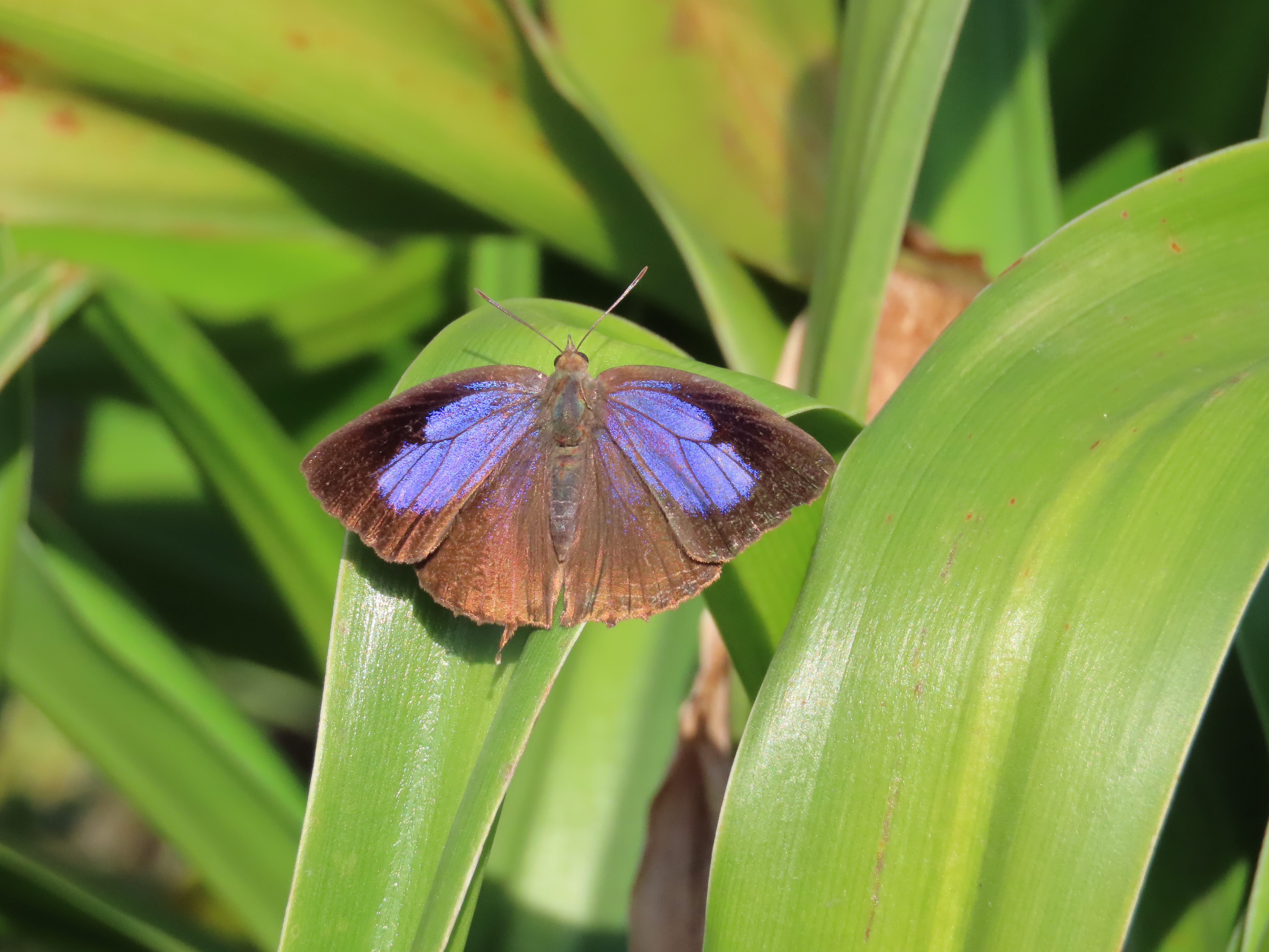 Schmetterling