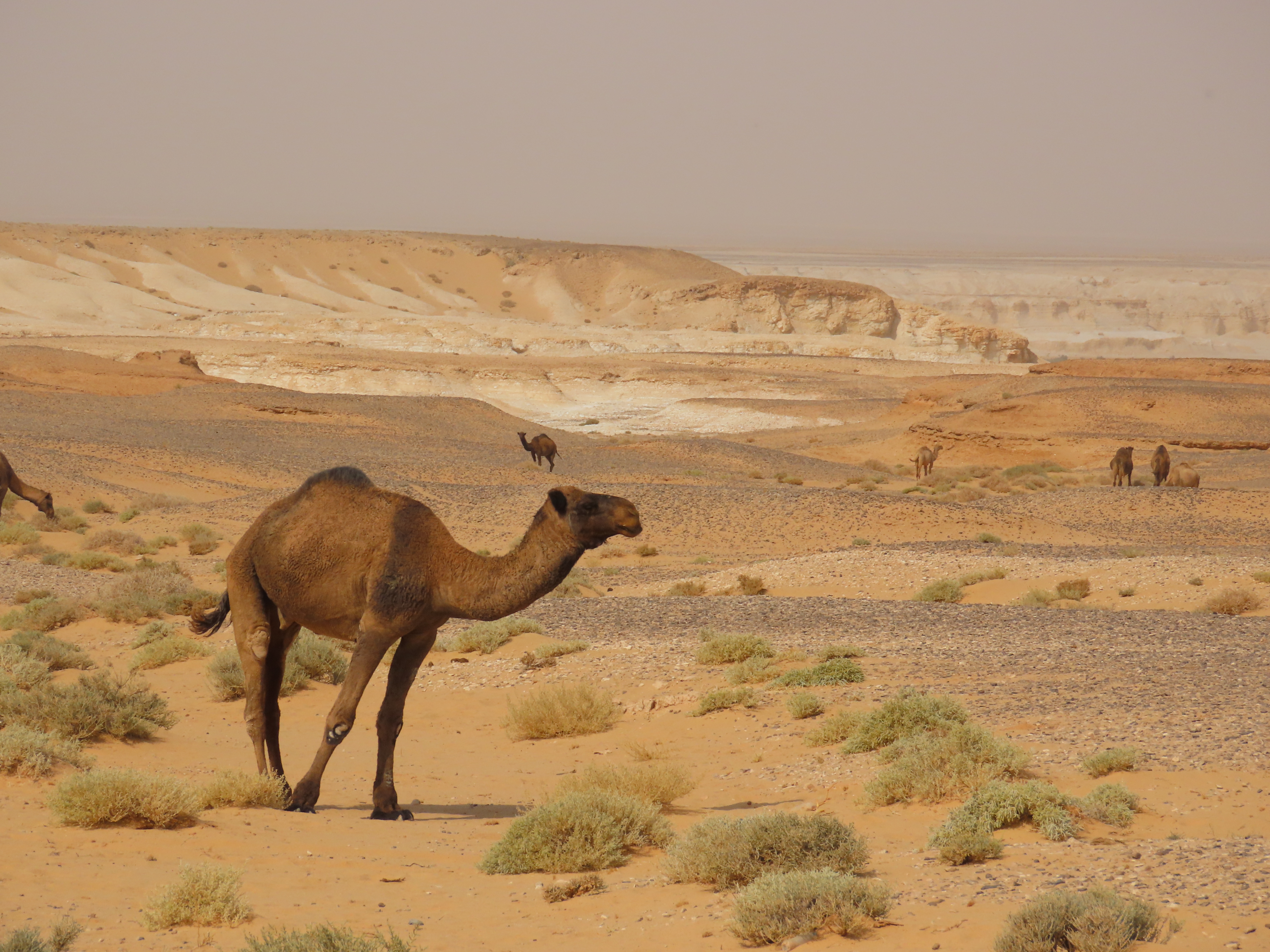 Dromedare in der Wueste