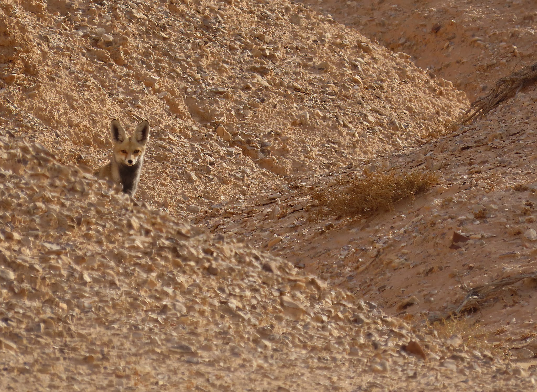 Wadi Dahek Fuchs