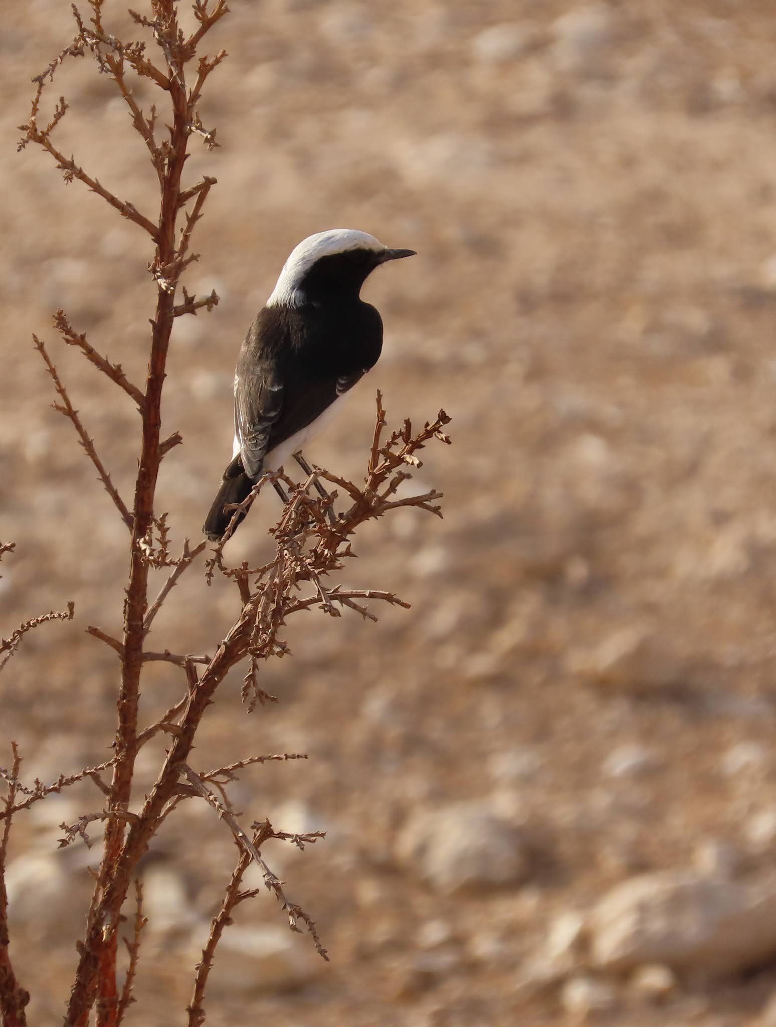 Schwarzruecken Steinschmaetzer