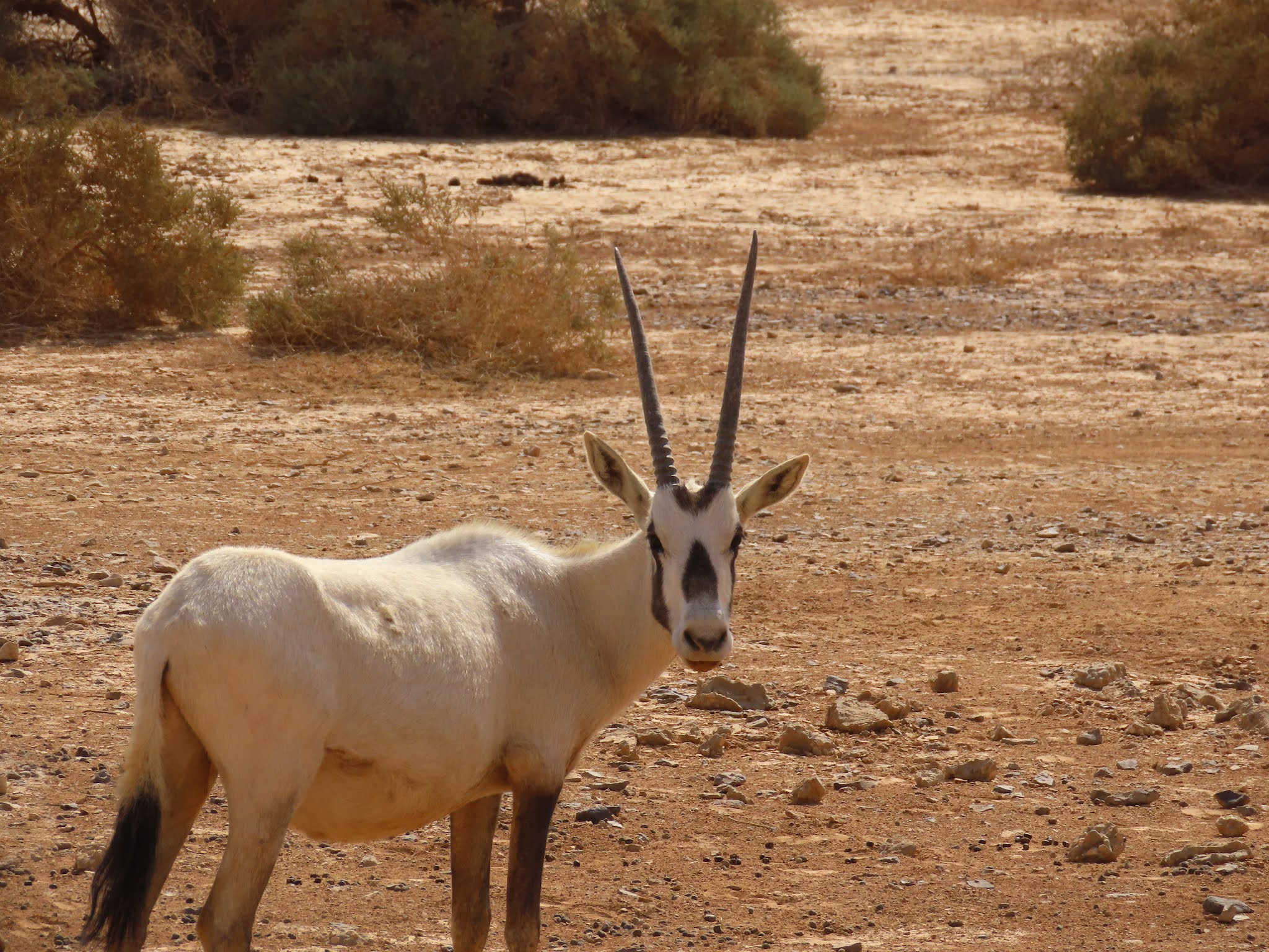 Oryx Antilope