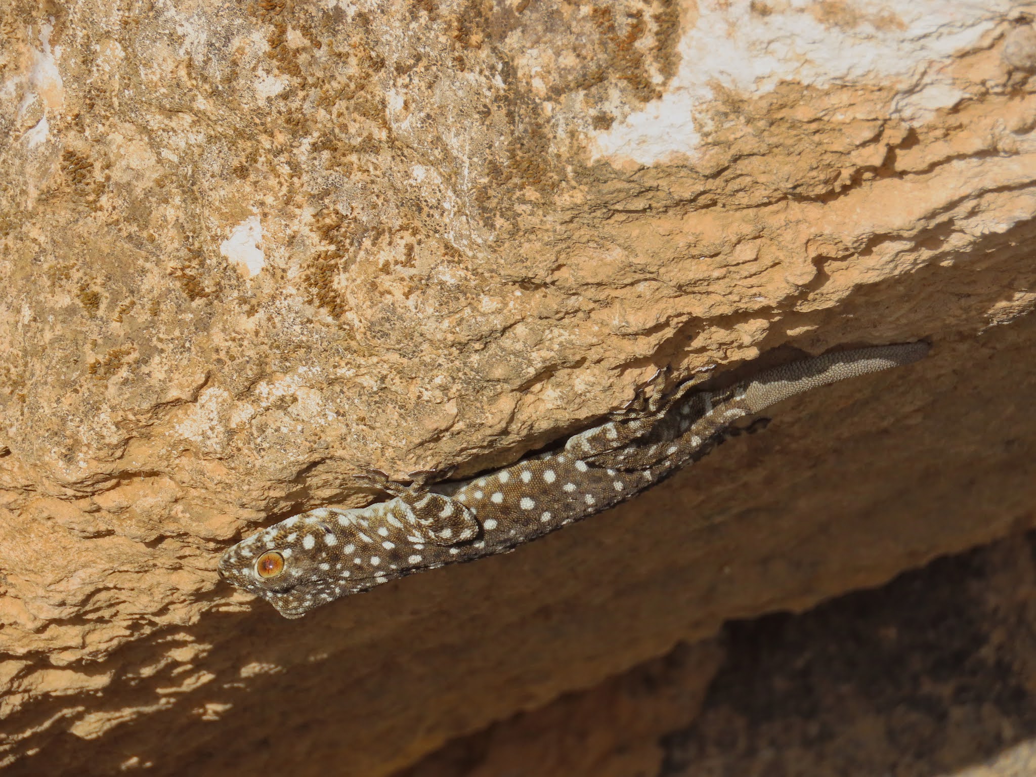 Levante Faecherfinger Gecko
