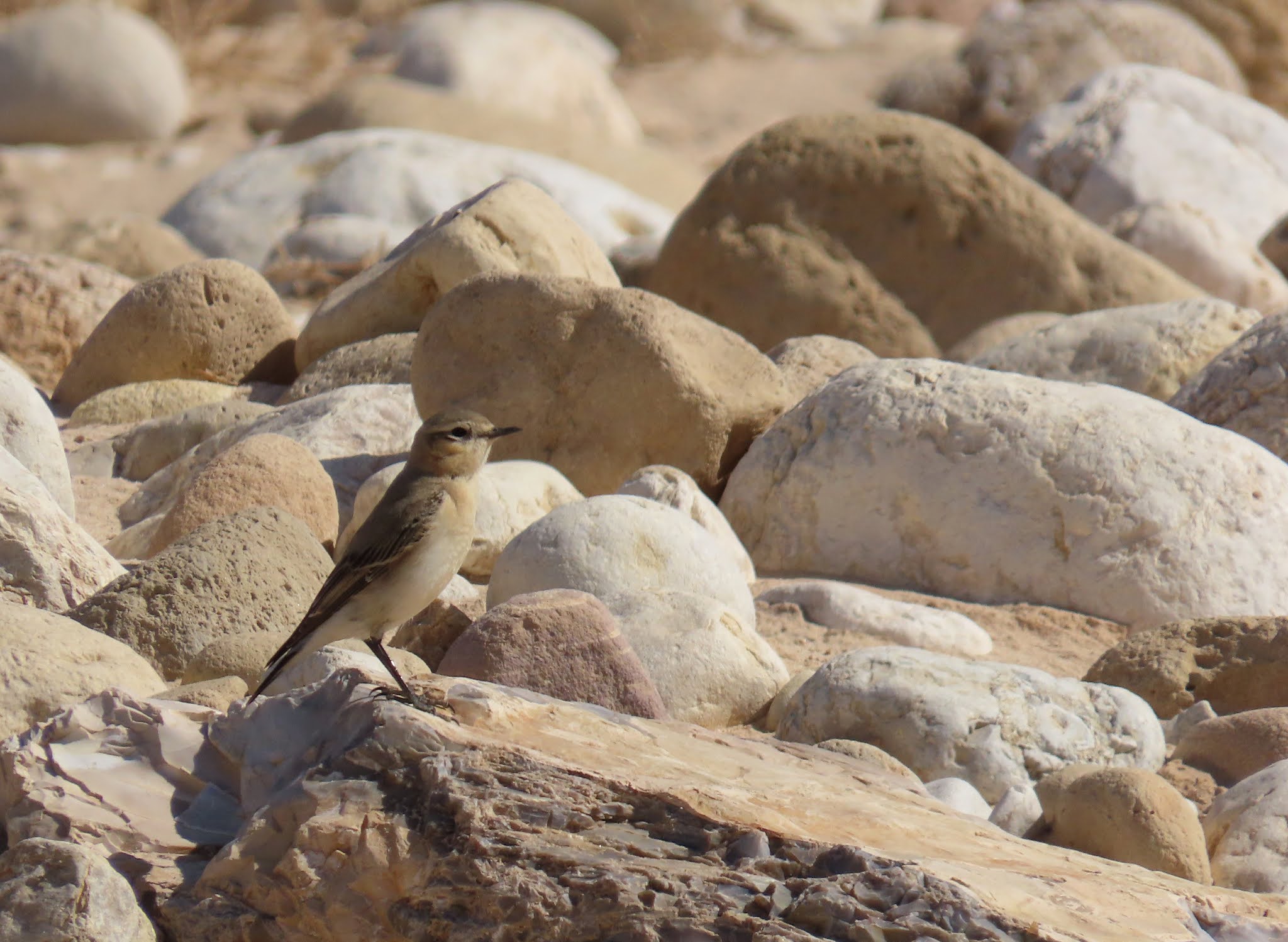 Isabellsteinschmaetzer