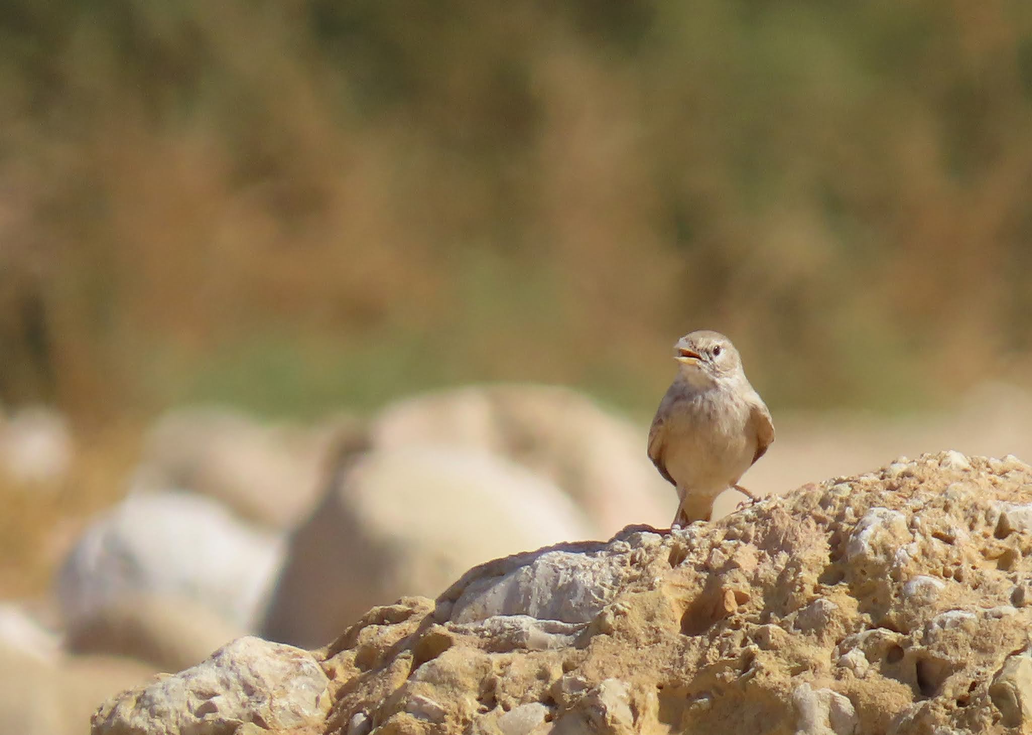 weiblicher Moabsperling