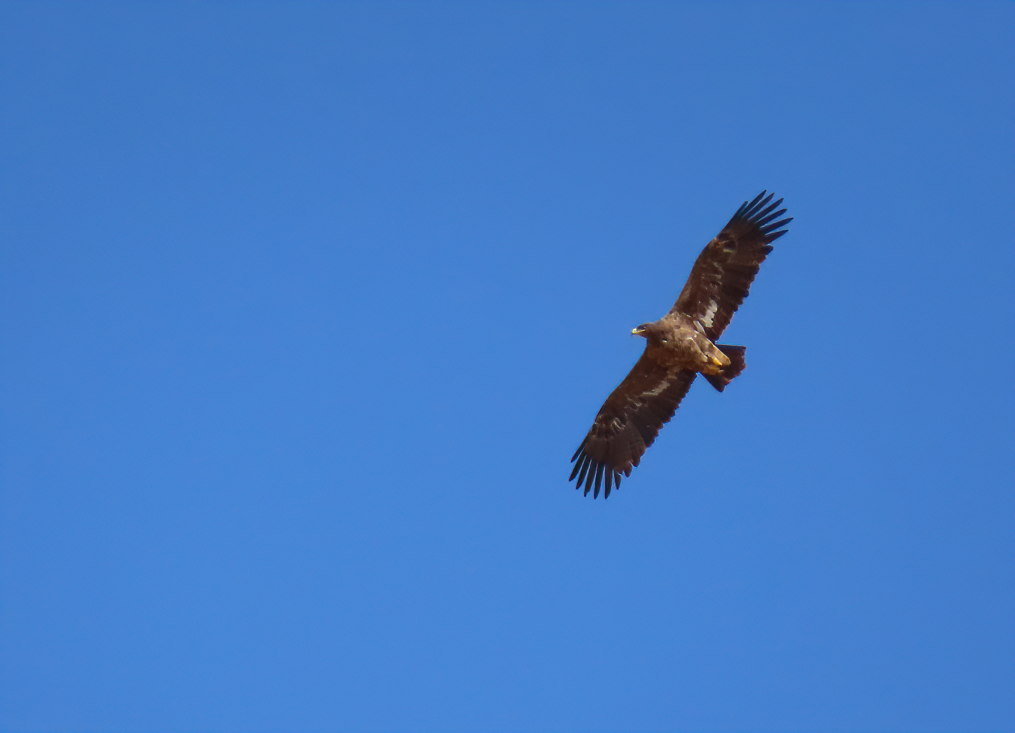 subadulter Steppenadler