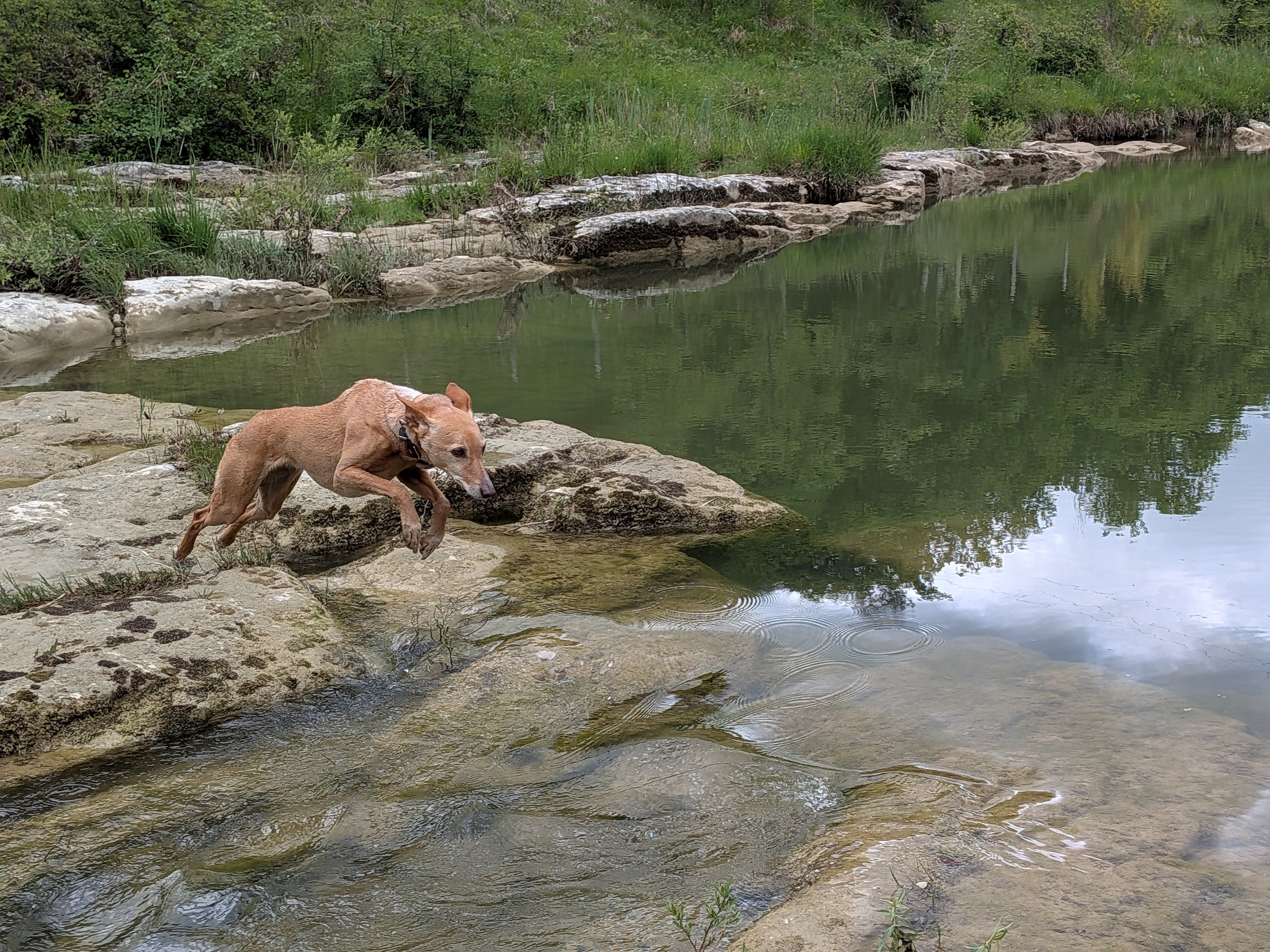 Yoko springt über Wasser