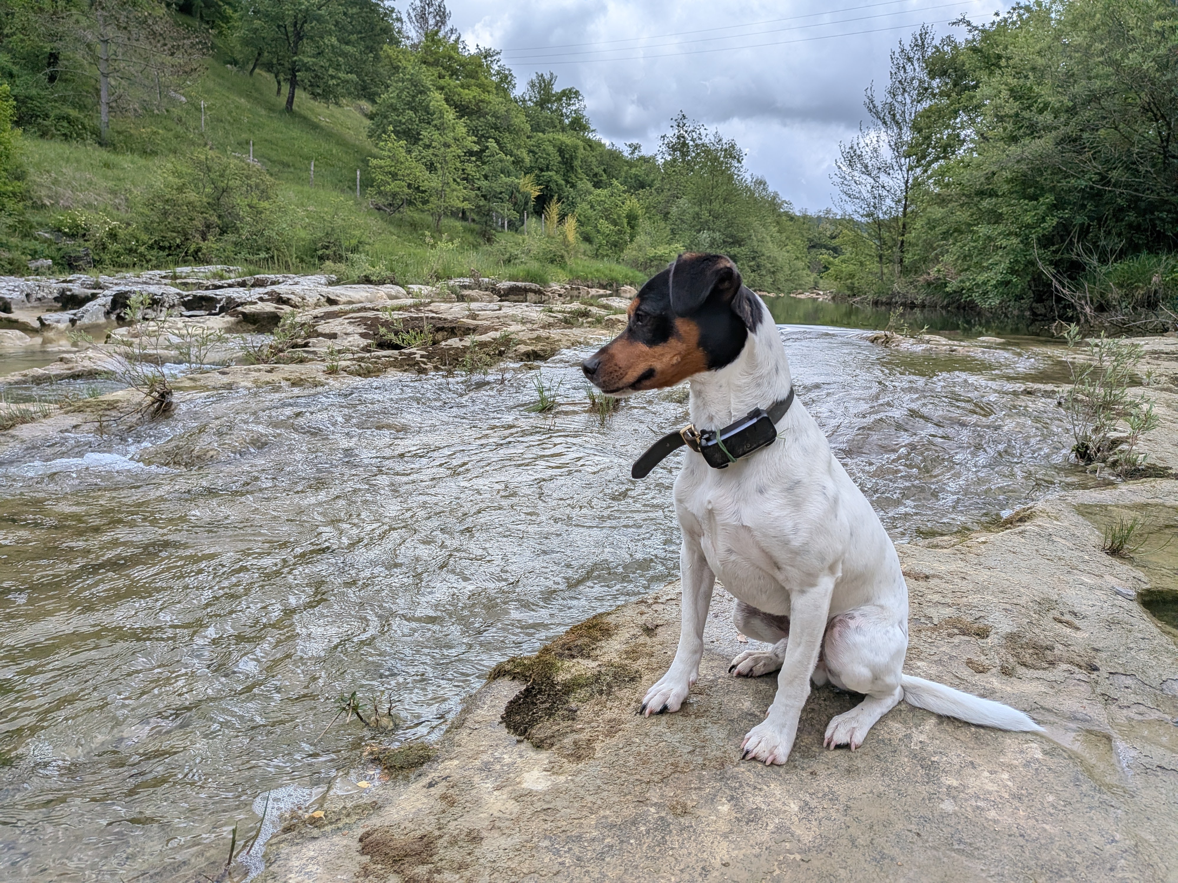 Zorro am Fluss