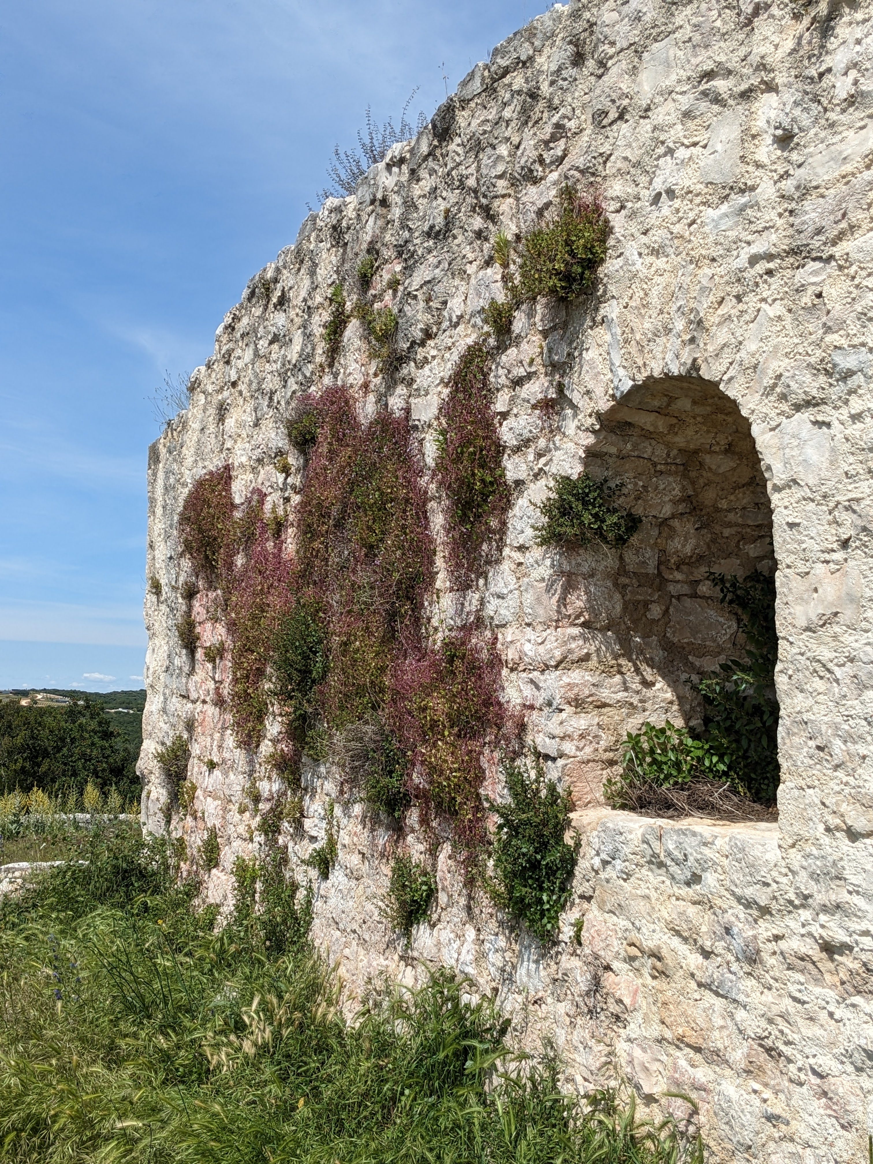 Die bewachsene Fassade von Kula Turnina
