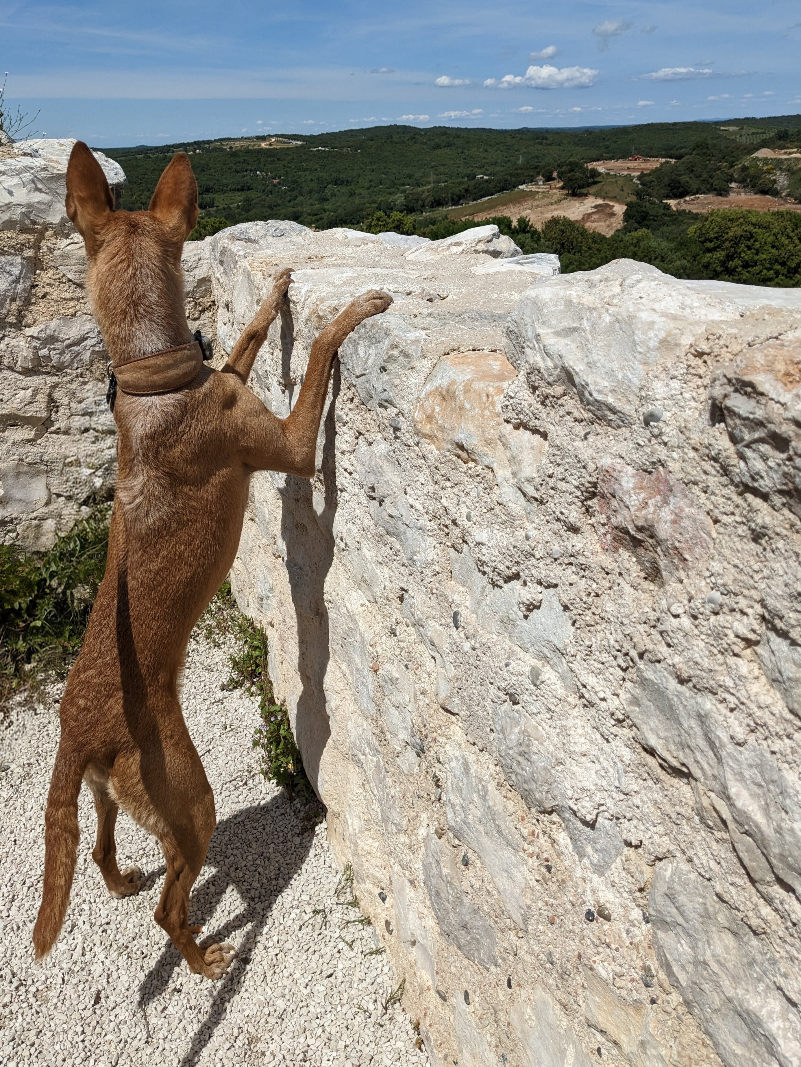 Yoko genießt den Ausblick