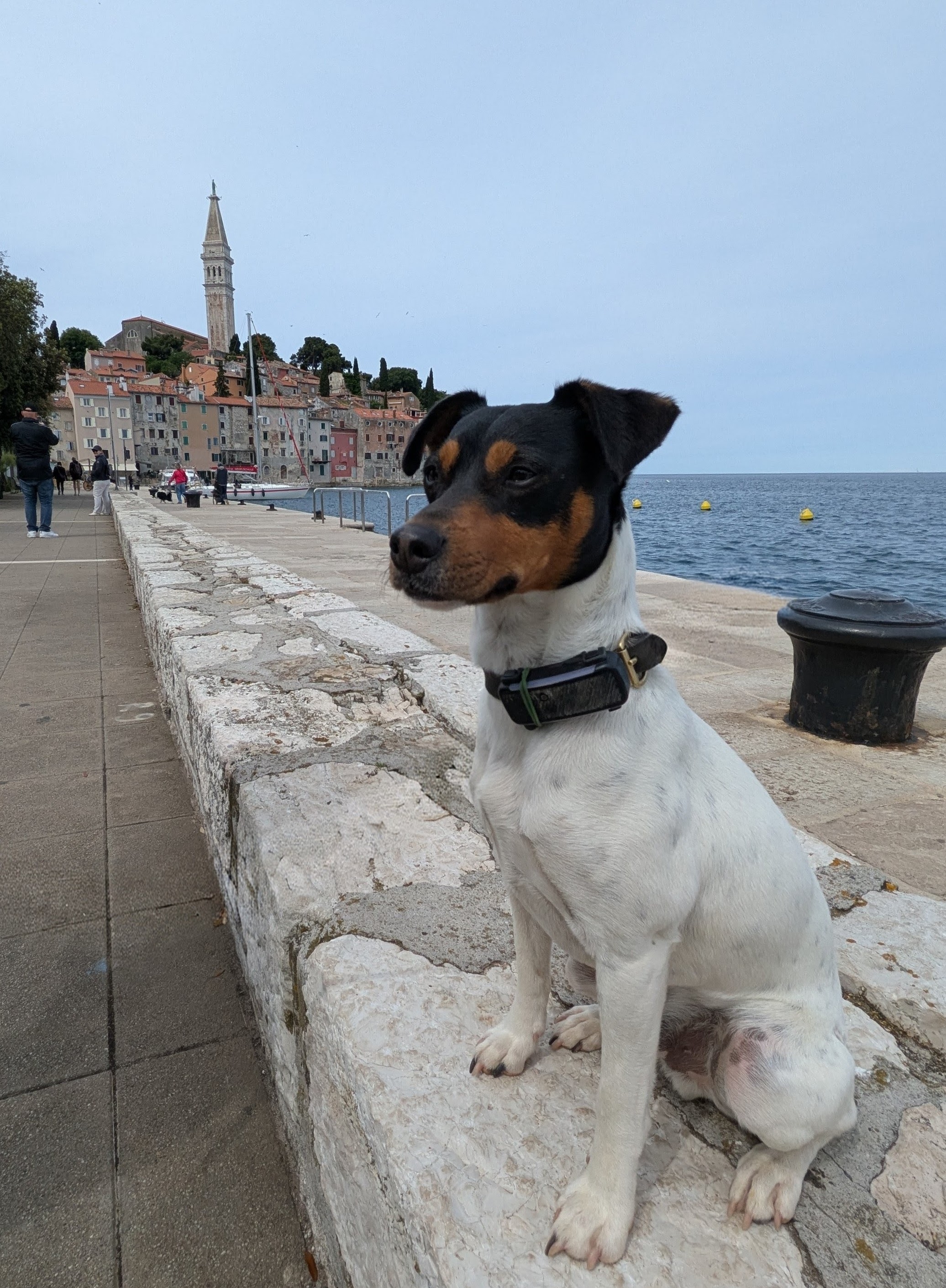 Zorro vor der Kulisse von Rovinj