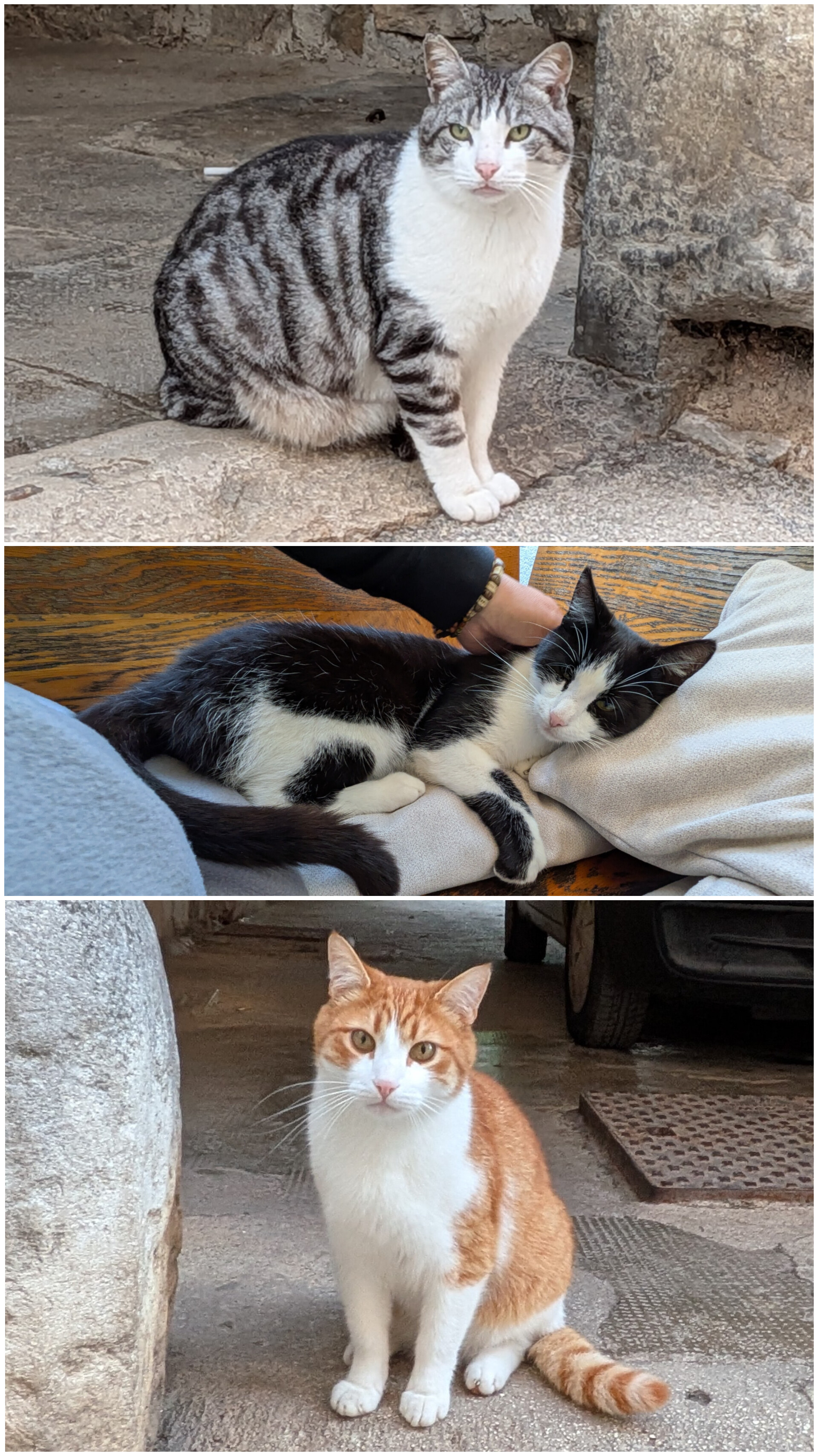Freigänger in Pazin
