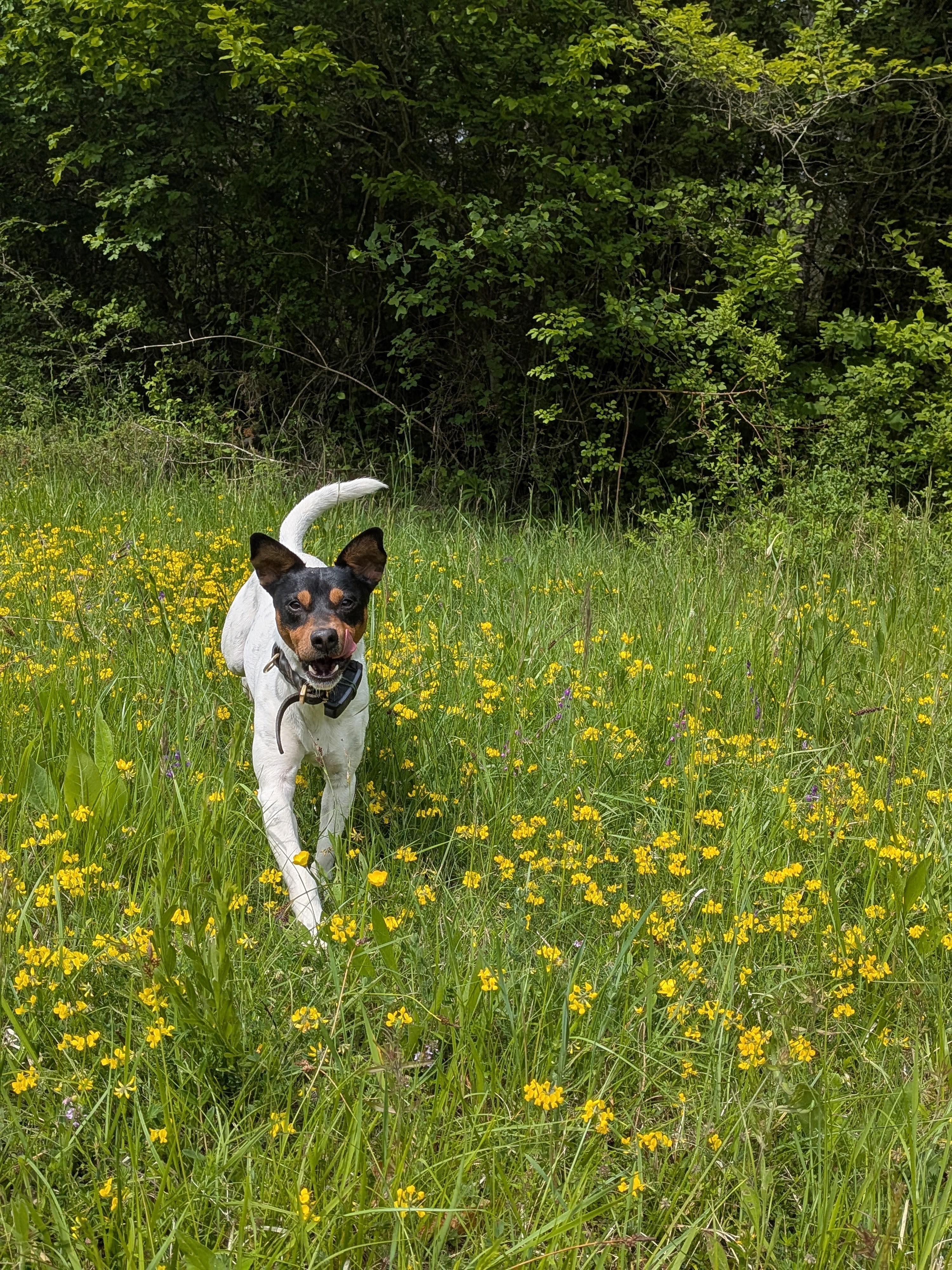Zorro hüpft über eine Wiese