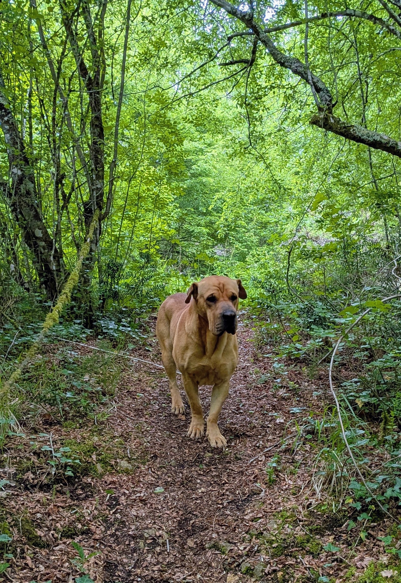 Der fremde Hund bleibt am Waldrand zurück