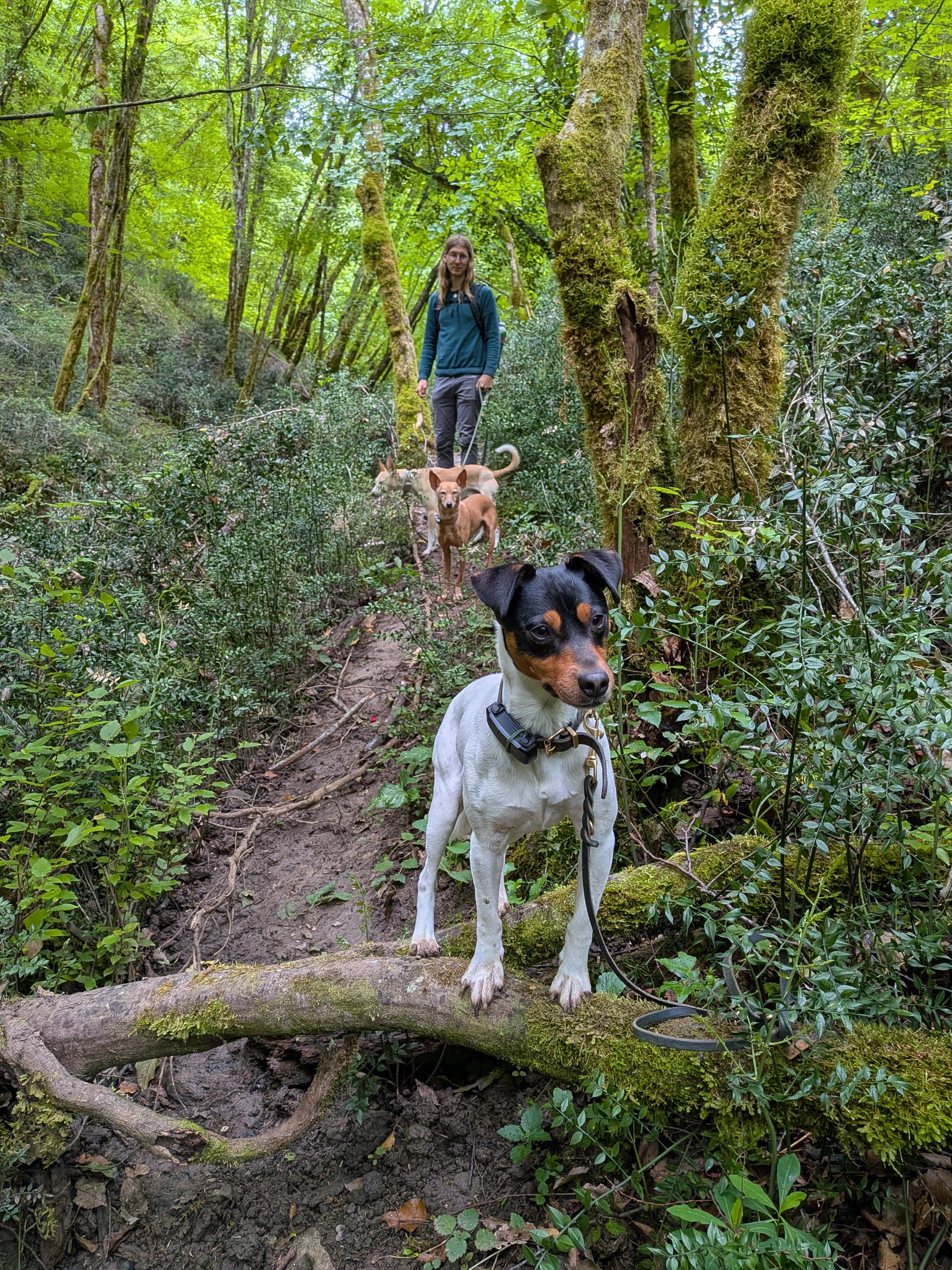 Syd und die Hunde im Wald
