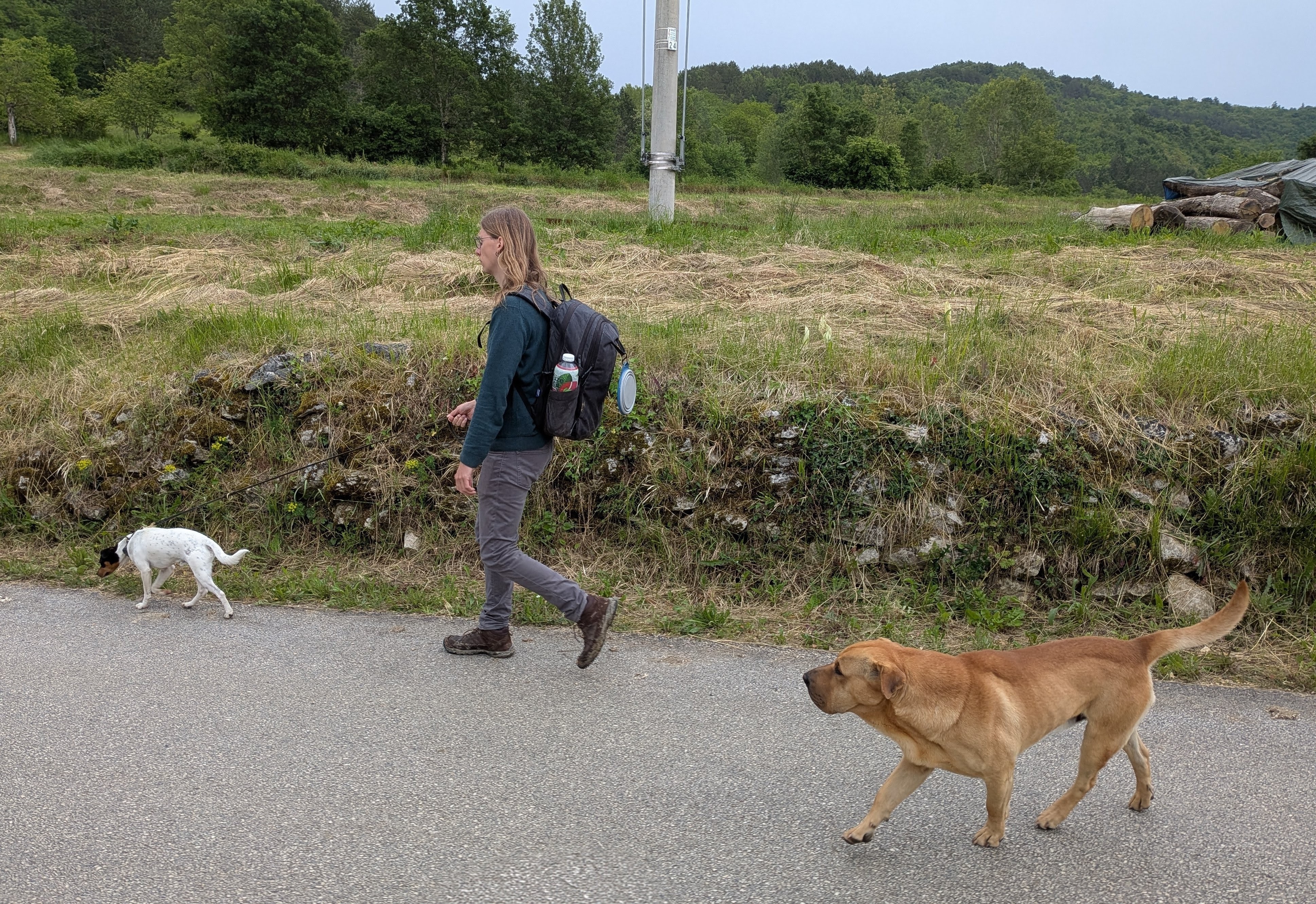 Syd und Zorro gehen mit dem fremden Hund