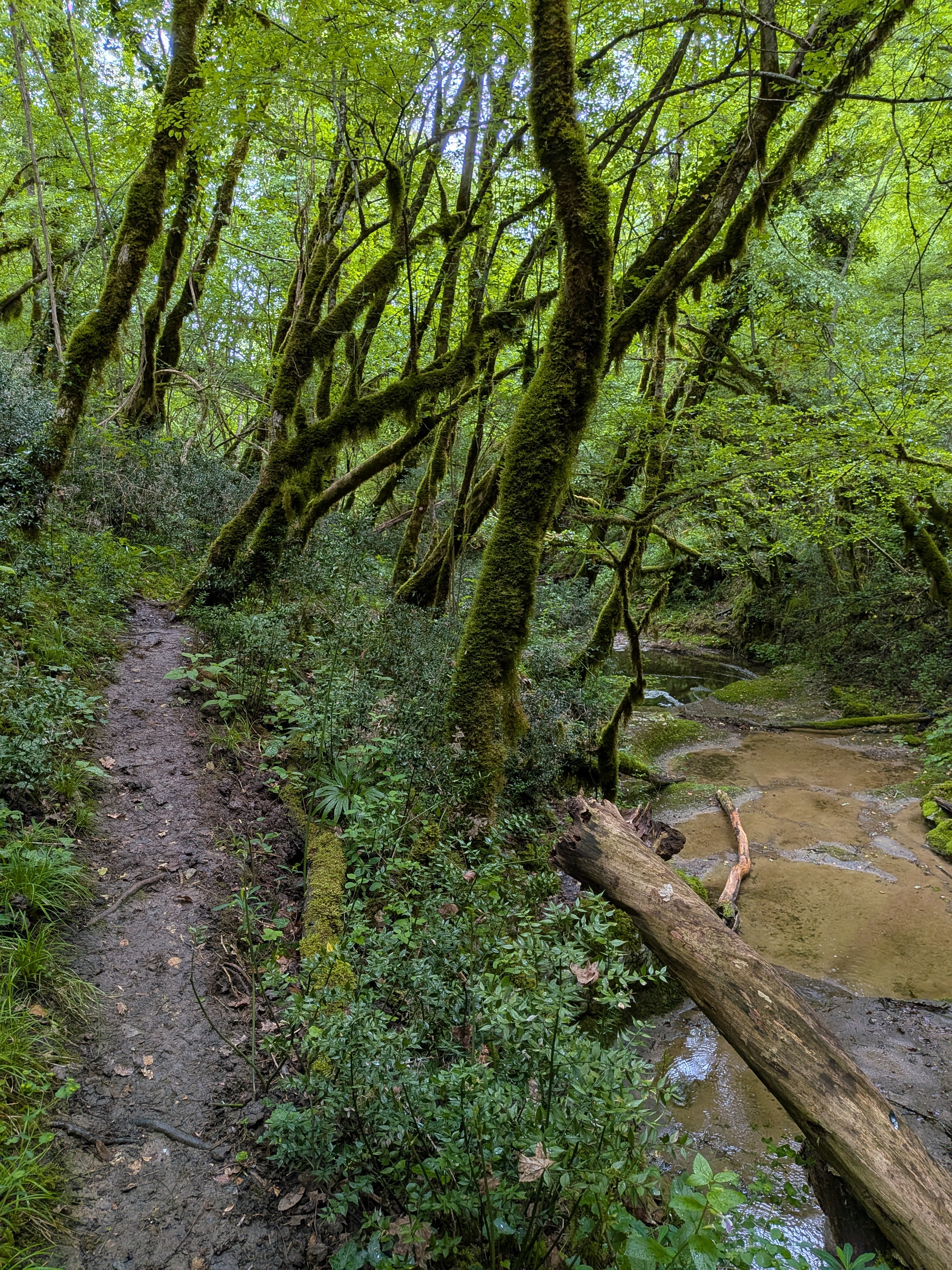 Wald und Fluss