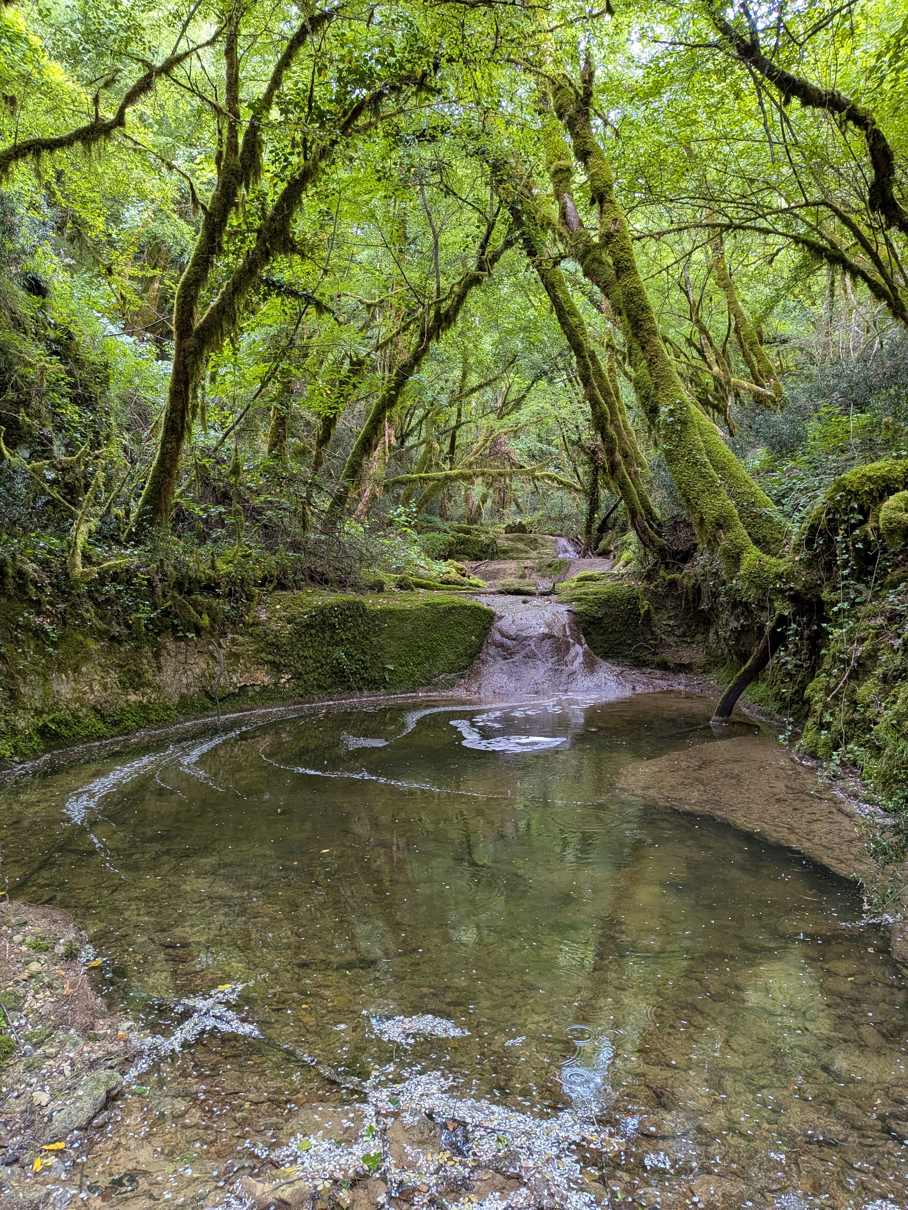 Bachlauf im Wald
