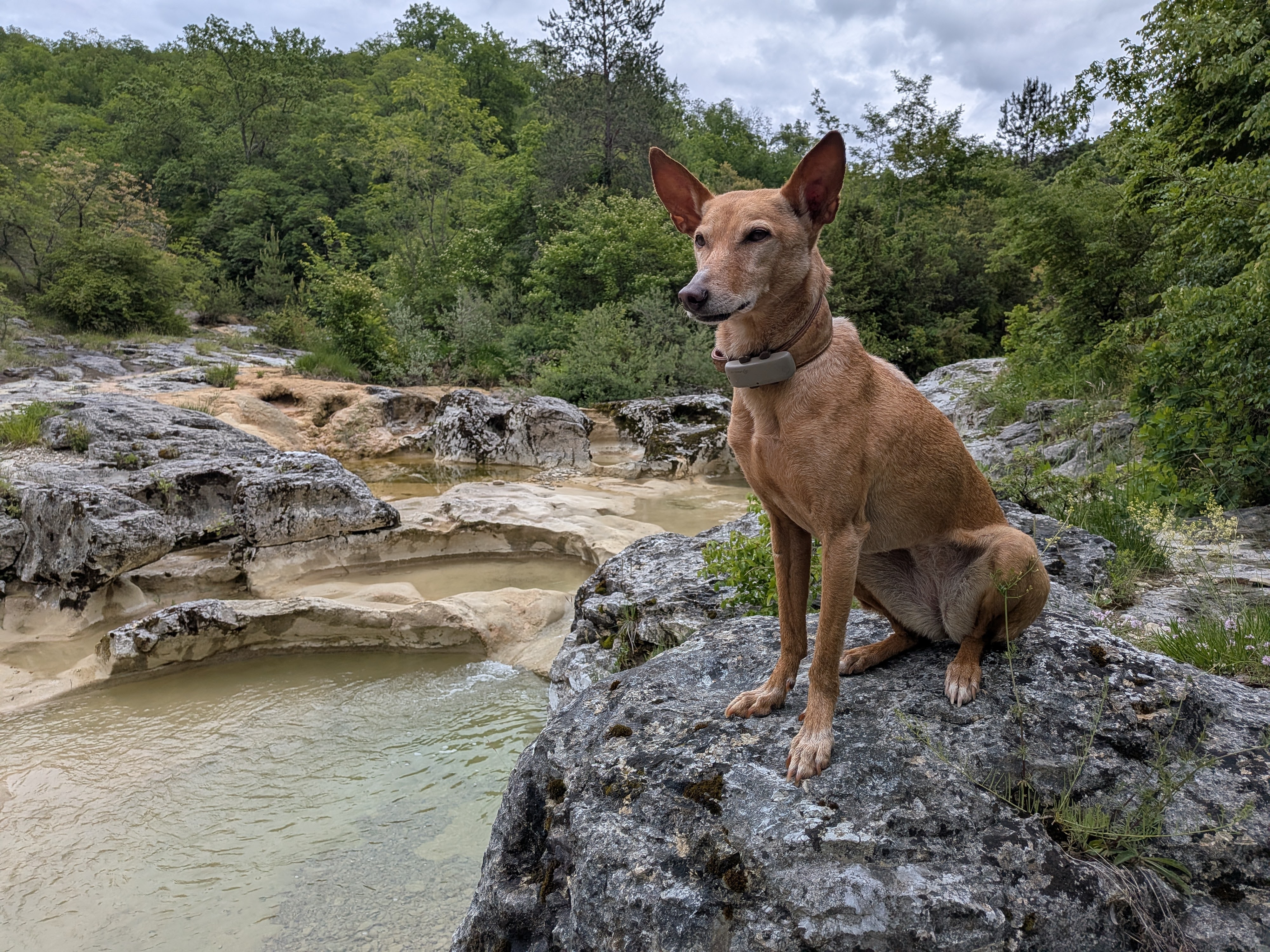 Yoko auf einem Felsen