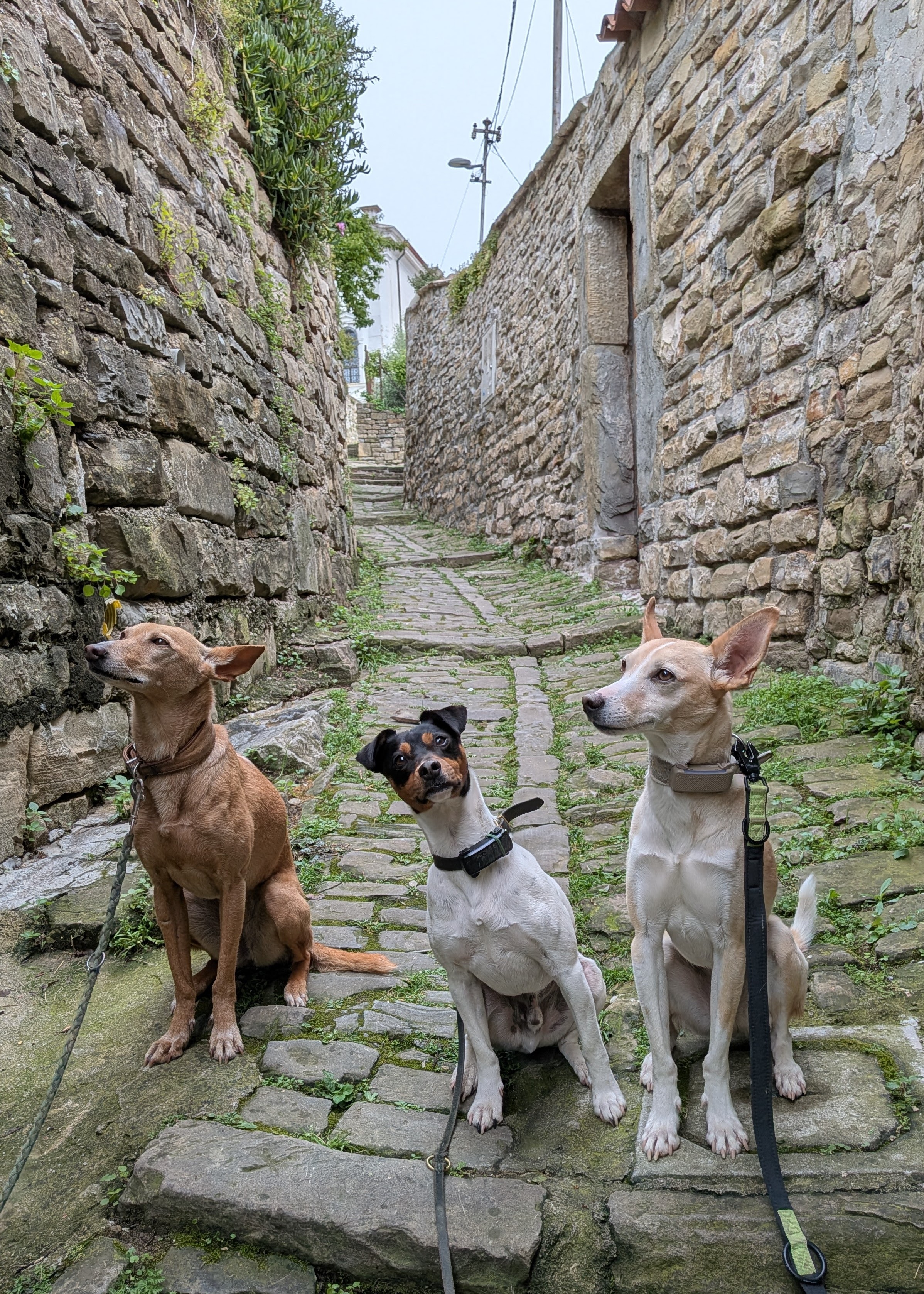Die drei Hunde
