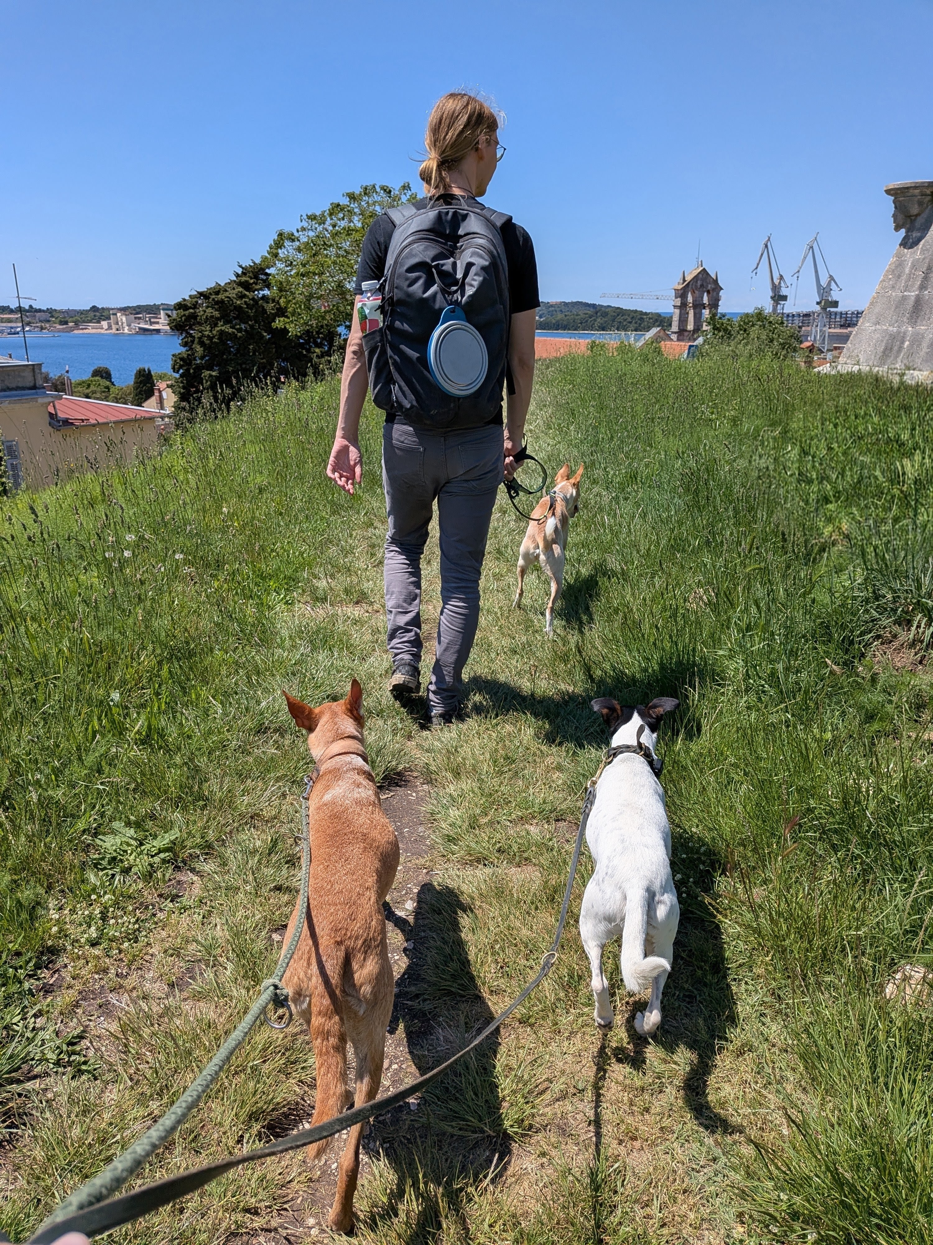 Syd und die Hunde