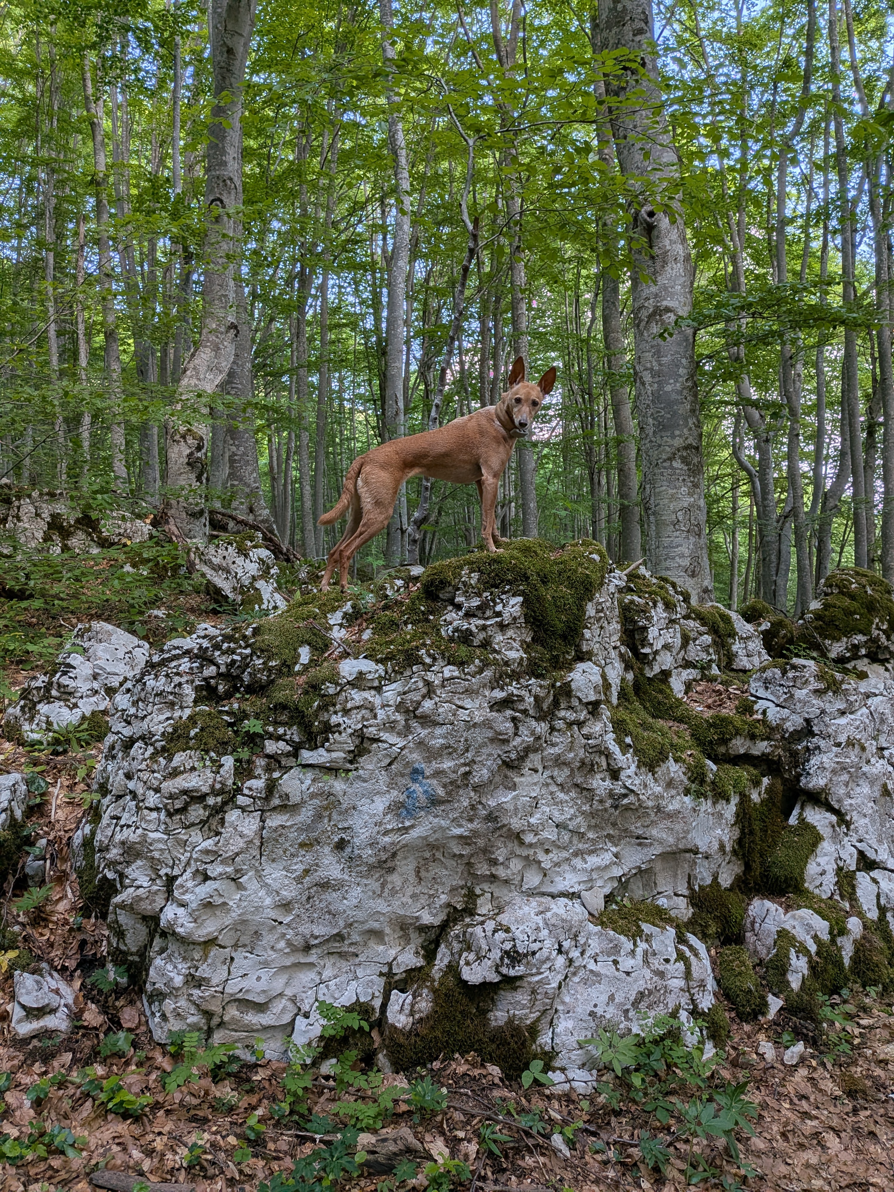 Yoko auf einem Felsen