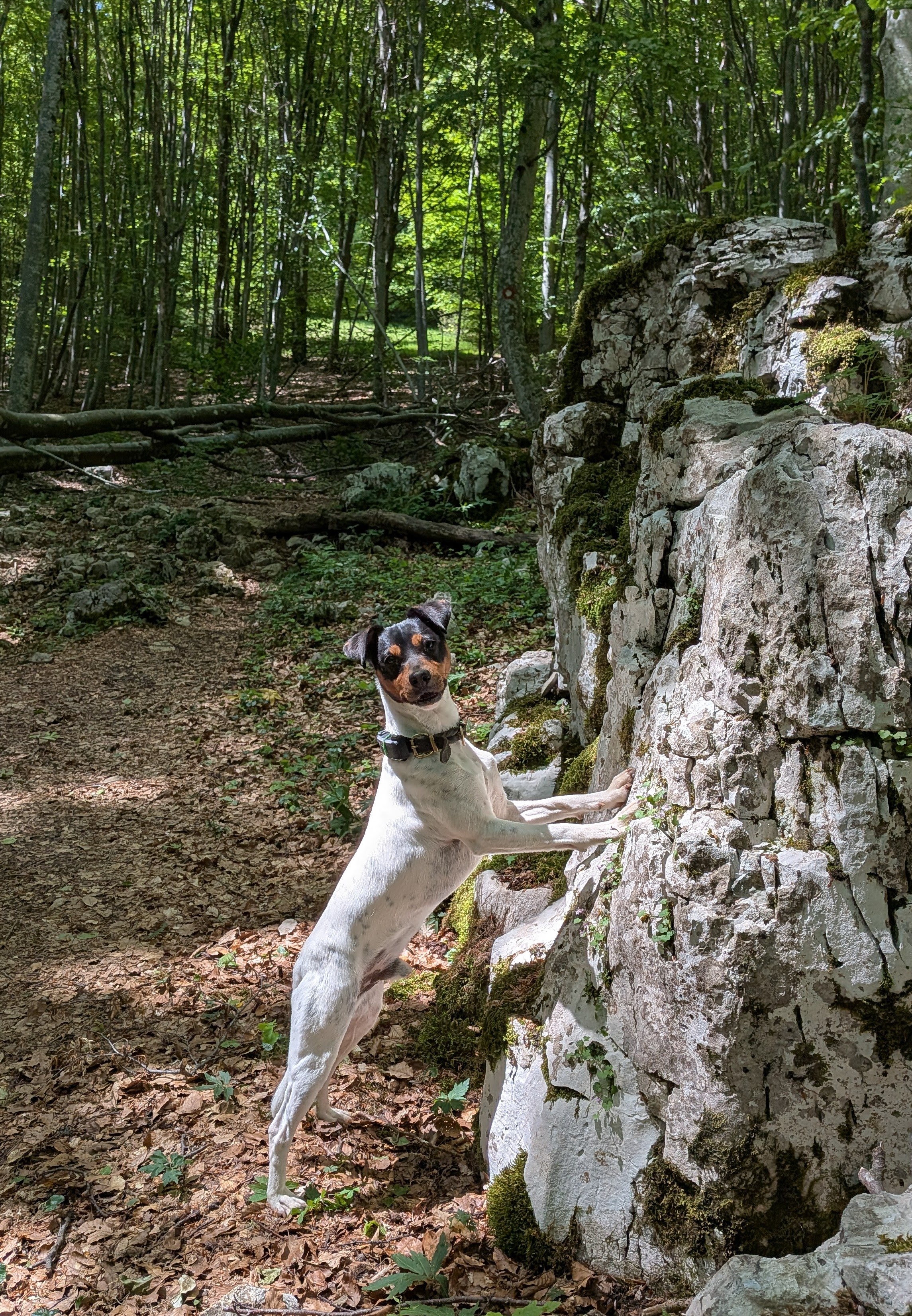 Zorro an einem Felsen
