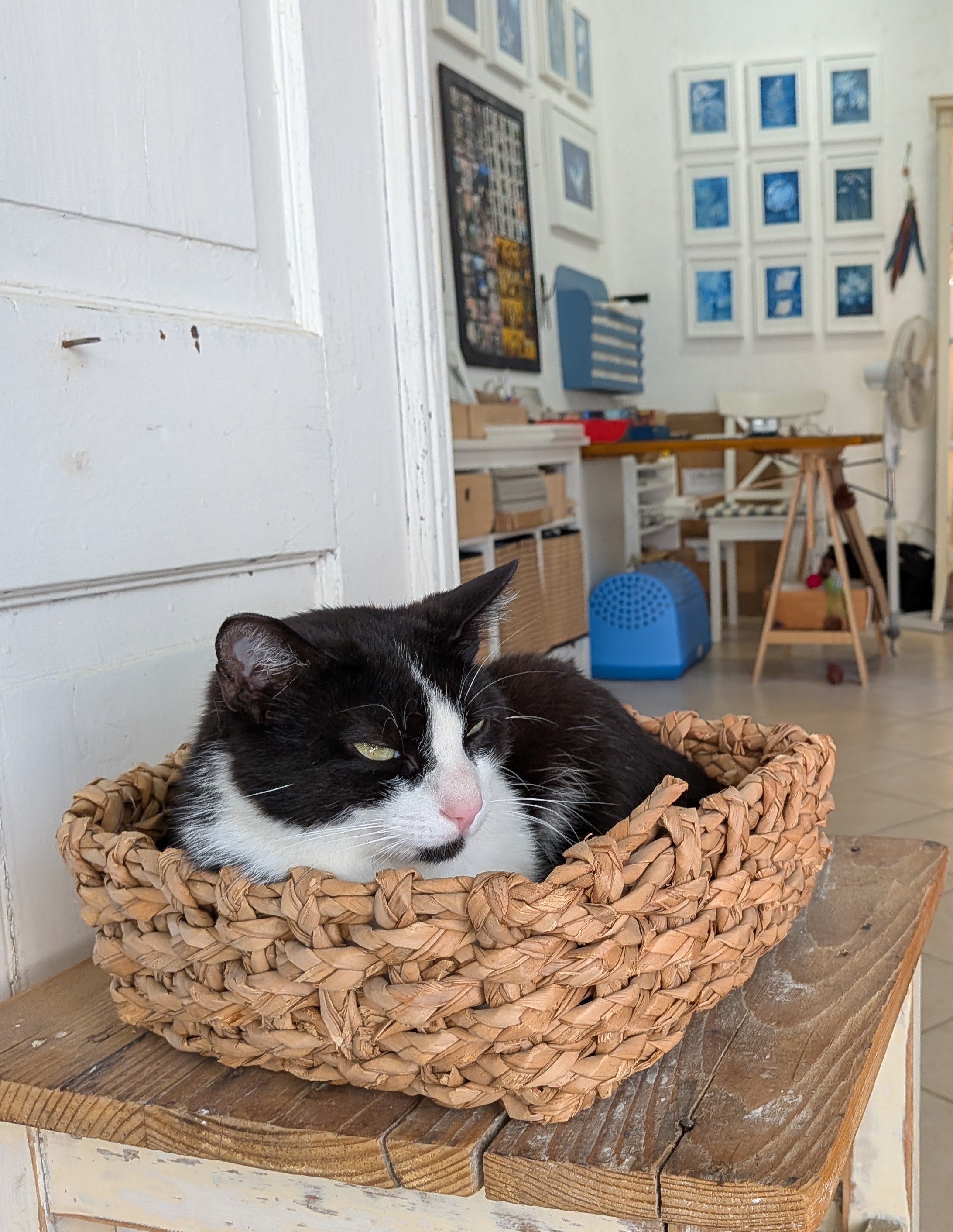 Eine Katze in Groznjan