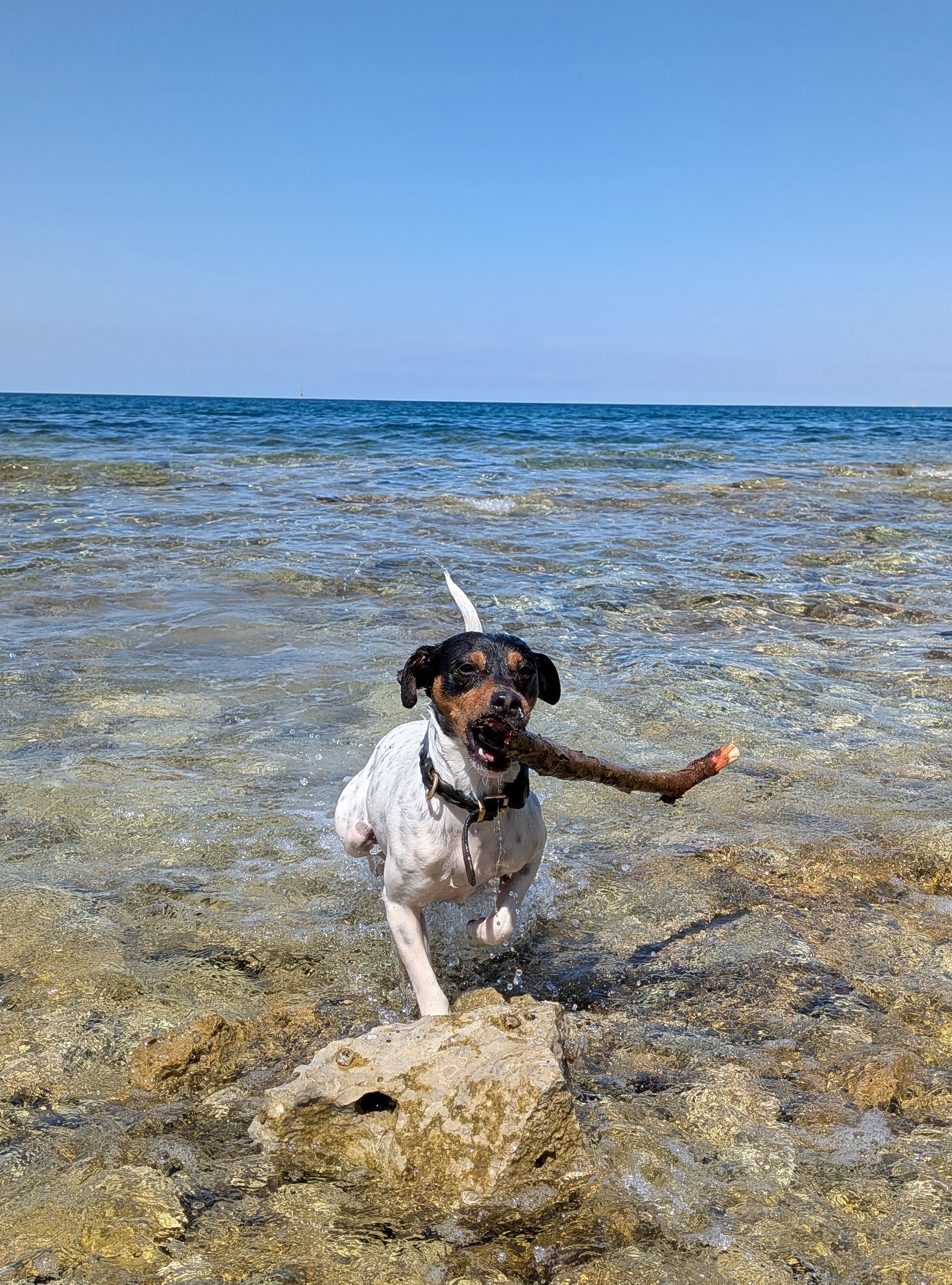 Zorro holt einen Stock aus dem Mittelmeer