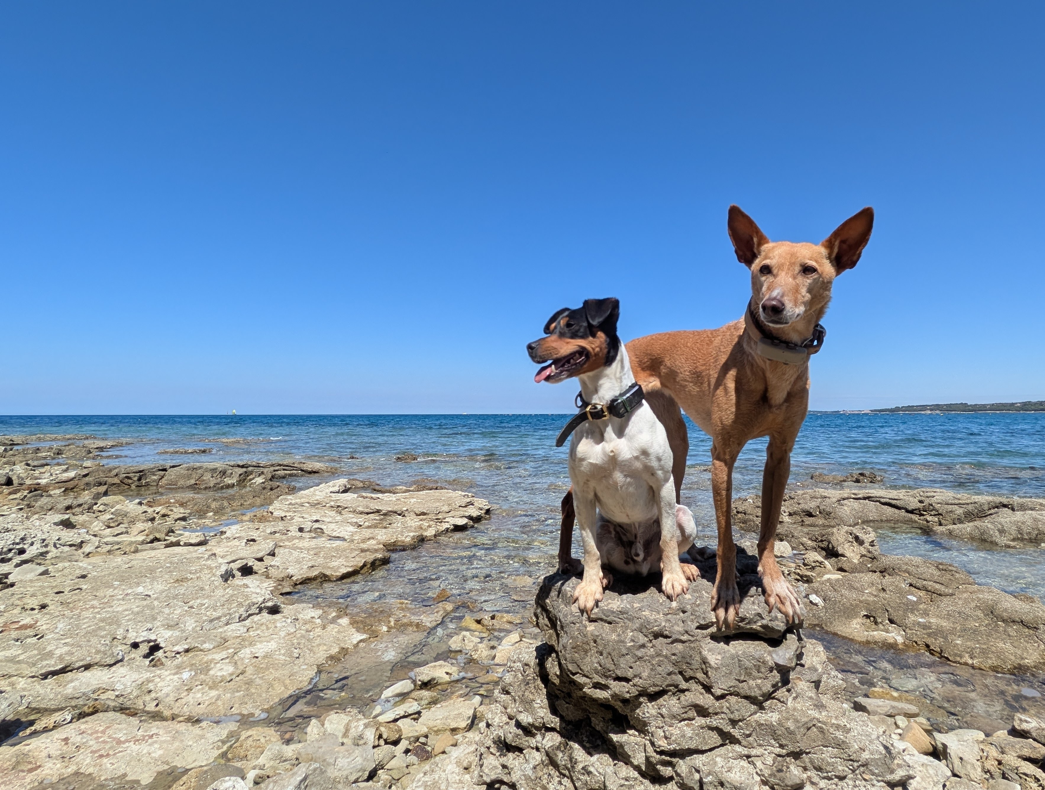 Yoko und Zorro am Mittelmeer